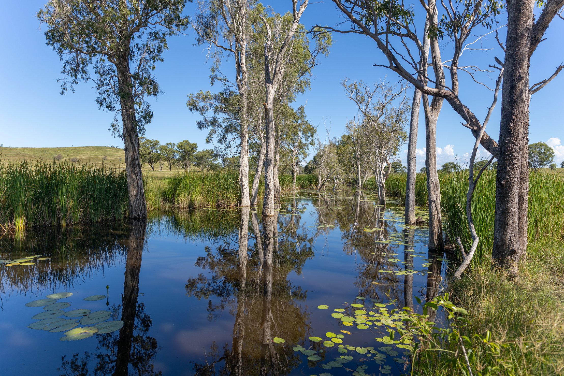 244 Weale Creek Road, Ridgelands, QLD, 4702 - Image 10