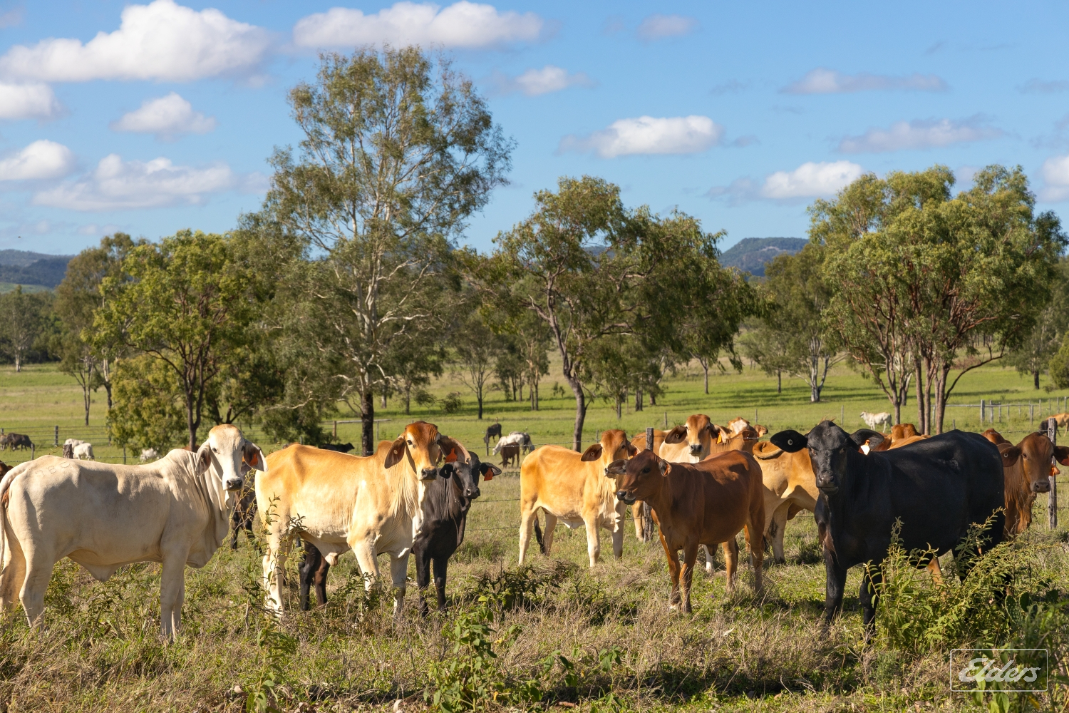 124 Lee Farm Road, Bushley, QLD, 4702 - Image 11