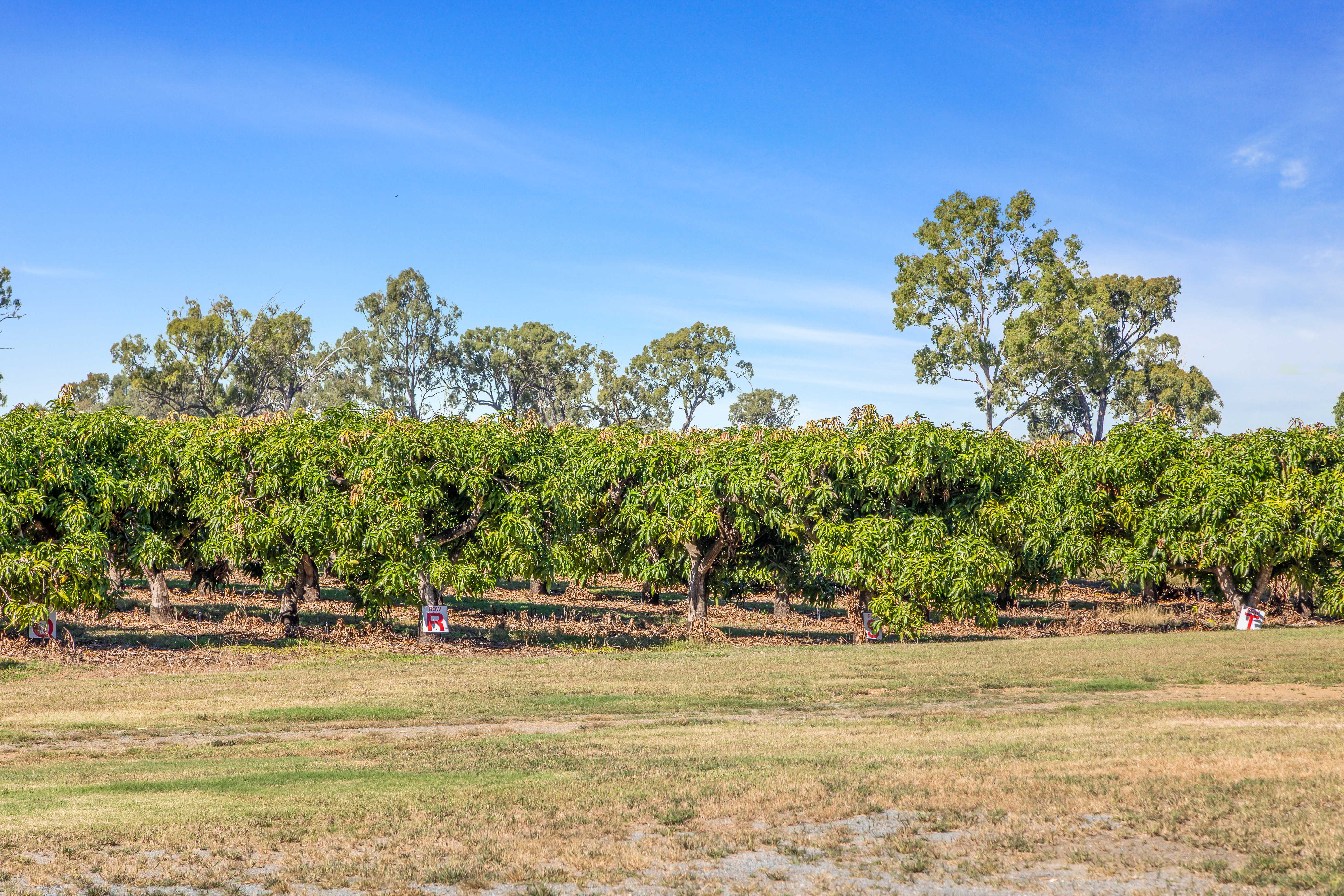 11 Lindleys Road, Etna Creek, QLD, 4702 - Image 4