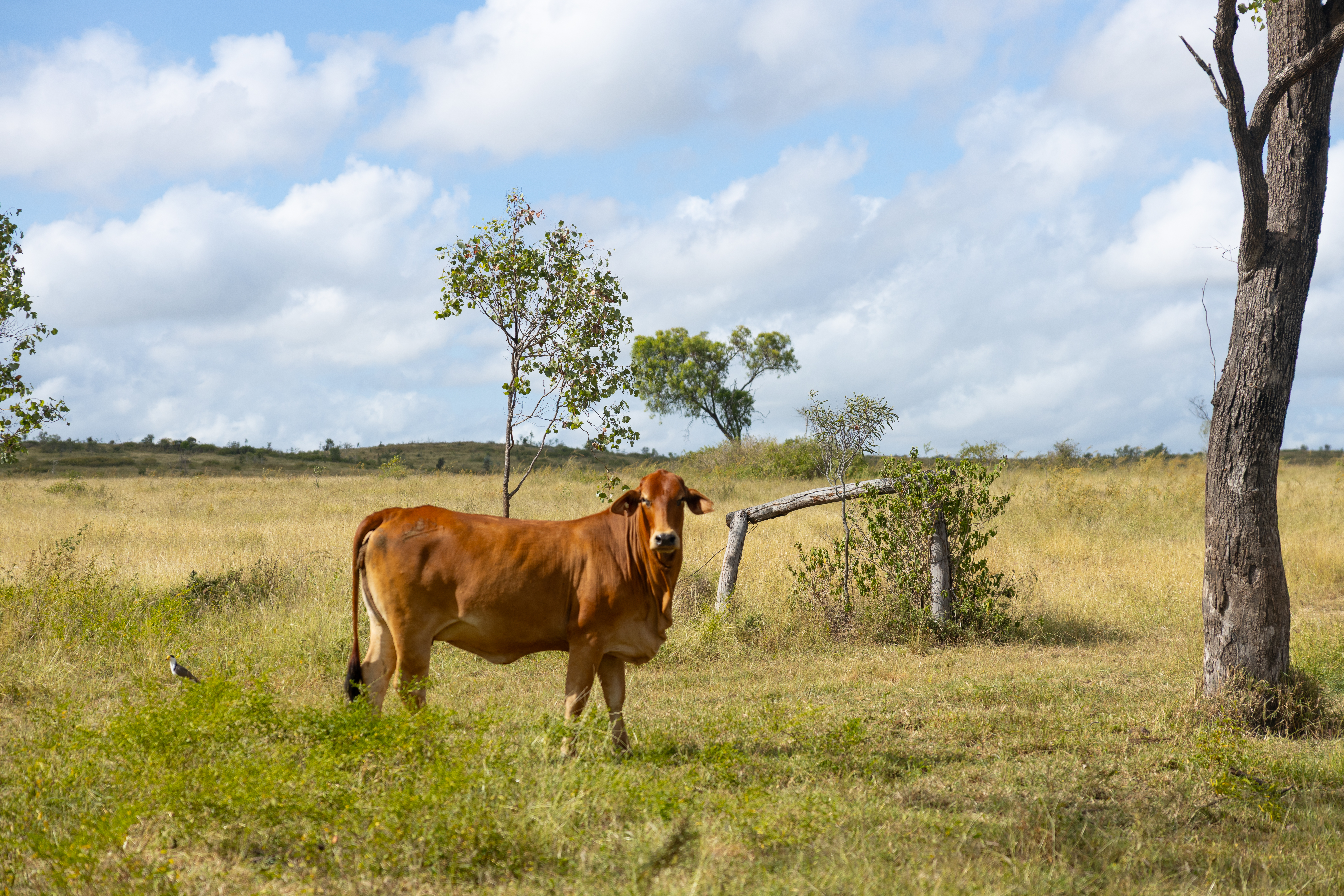 228 Dawson Road, Glenlee, QLD, 4711 - Image 12