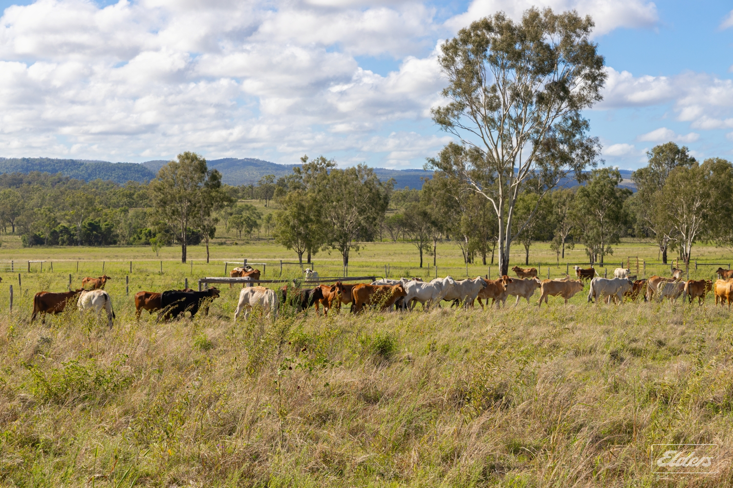124 Lee Farm Road, Bushley, QLD, 4702 - Image 12