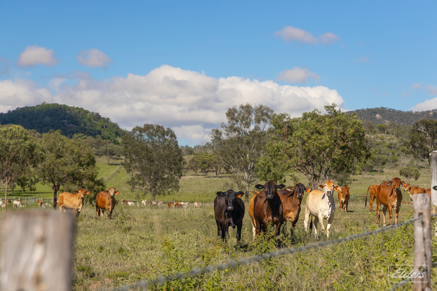 124 Lee Farm Road, Bushley, QLD, 4702 - Image 4