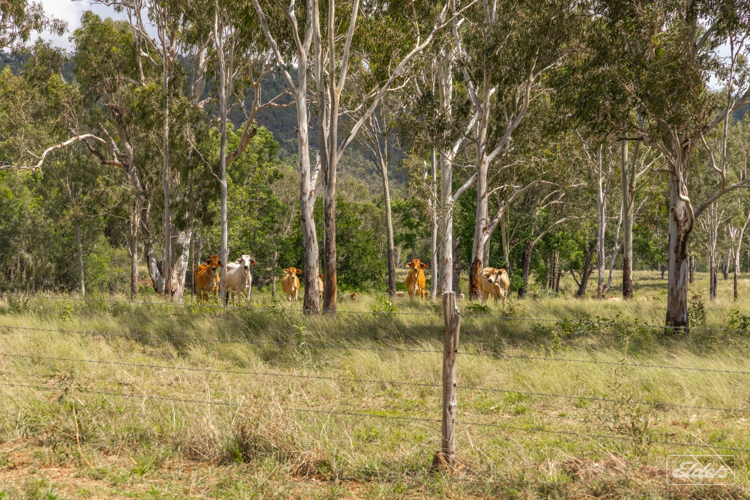 124 Lee Farm Road, Bushley, QLD, 4702 - Image 17