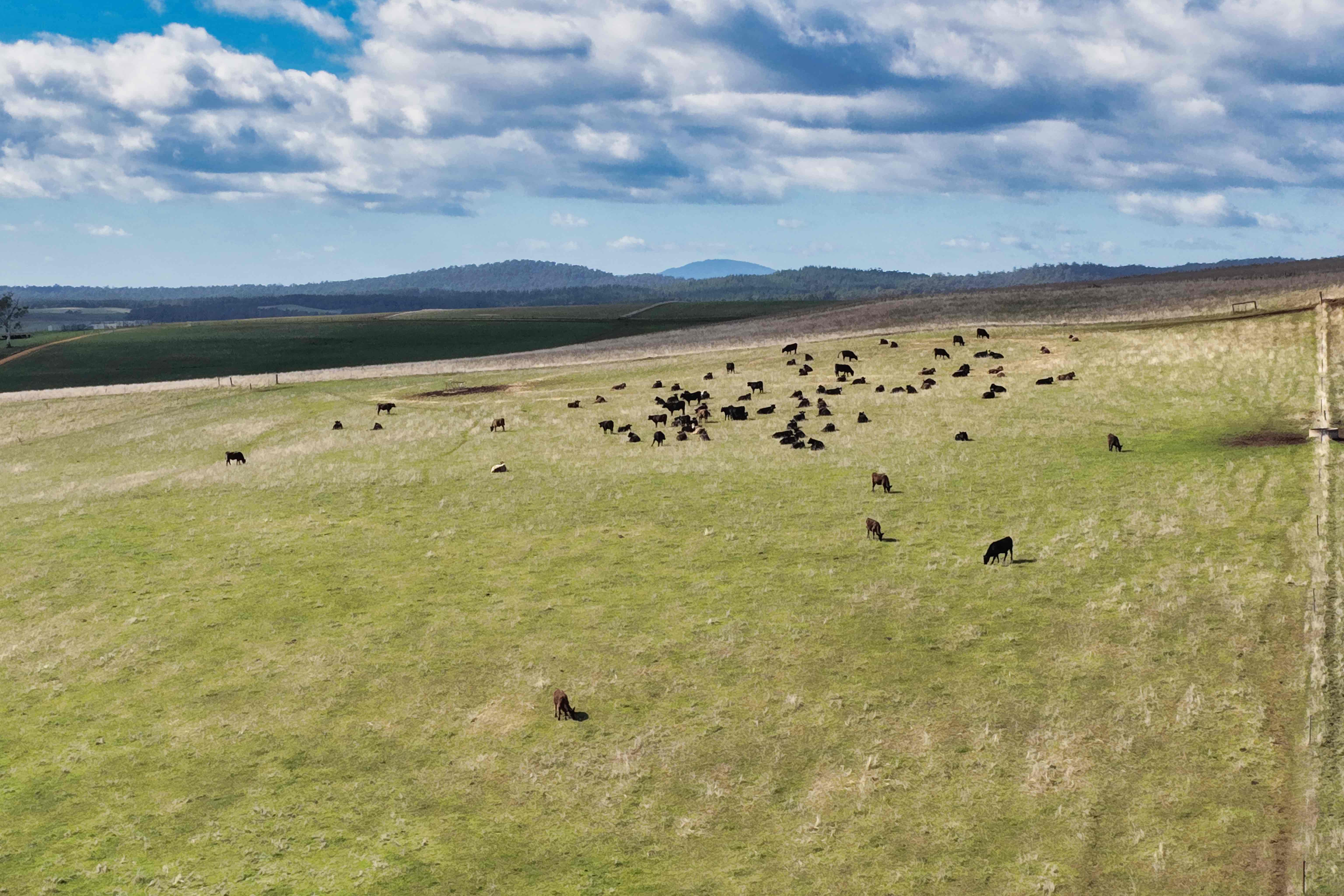 985 Ferny Hill Road, Bridport, TAS, 7262 - Image 7