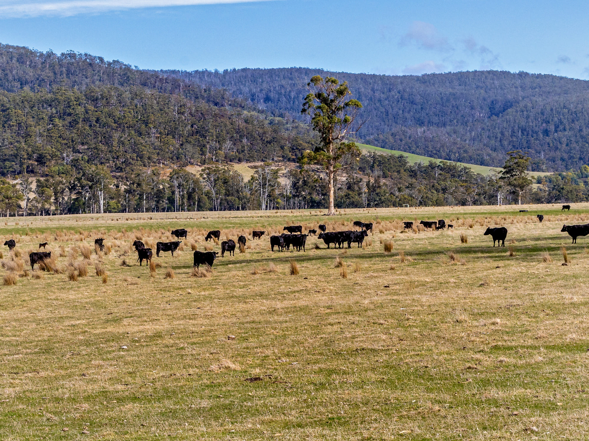 1019 Rheban Road, Orford, TAS, 7190 - Image 3