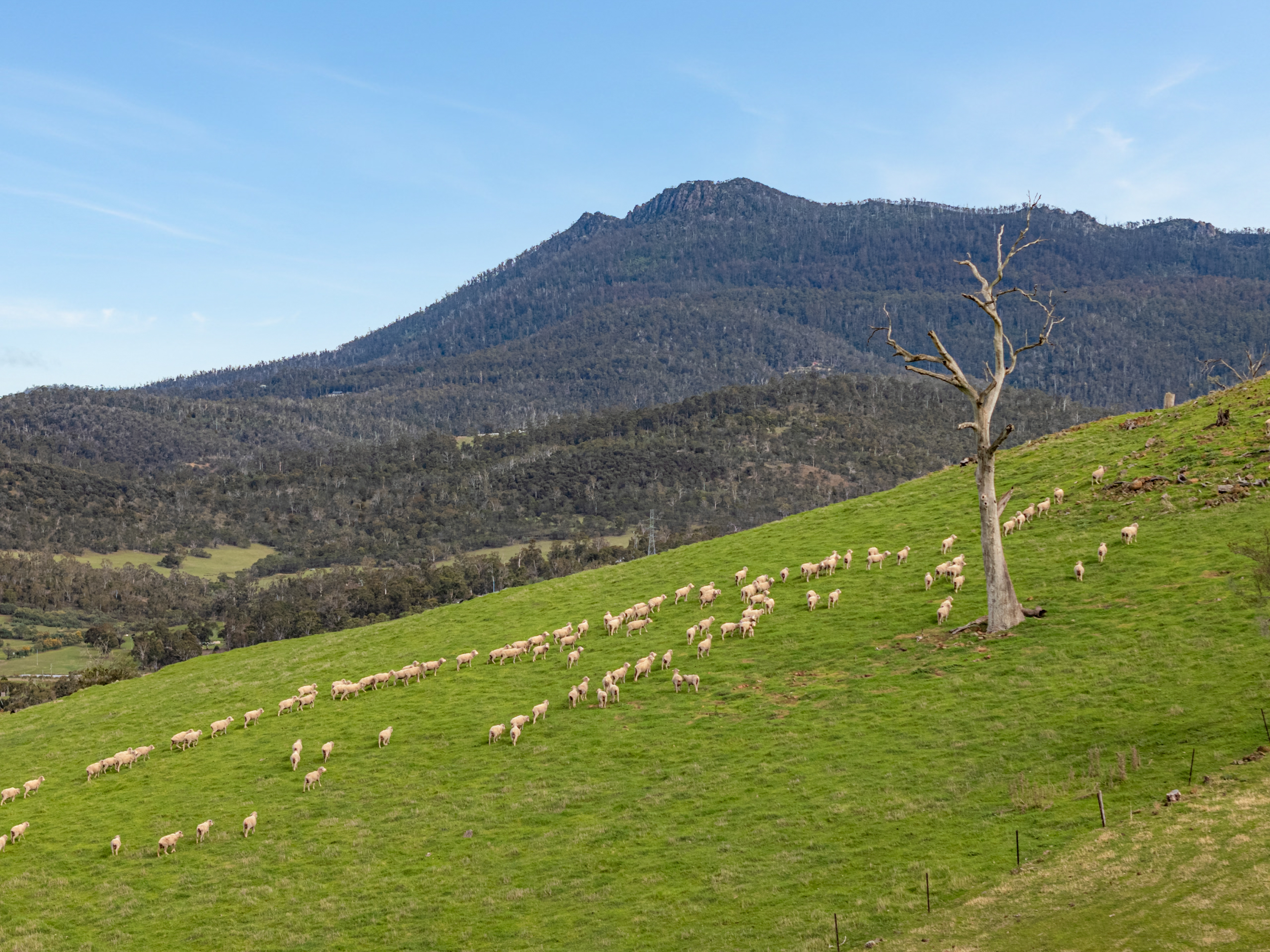 669 Black Brush Road, Broadmarsh, TAS, 7030 - Image 7
