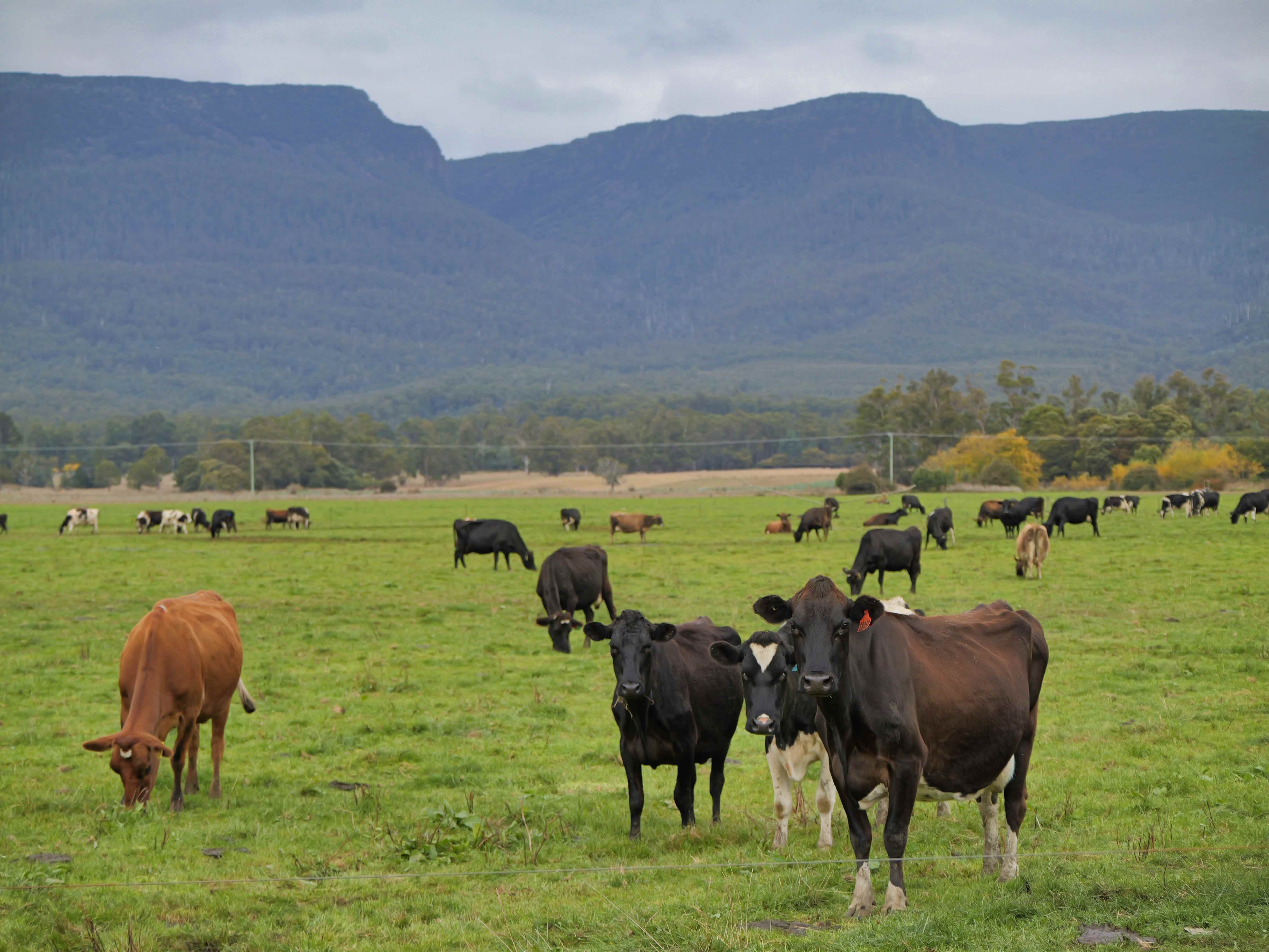1037 & 1044 Dairy Plains Road, Western Creek, TAS, 7304 - Image 5