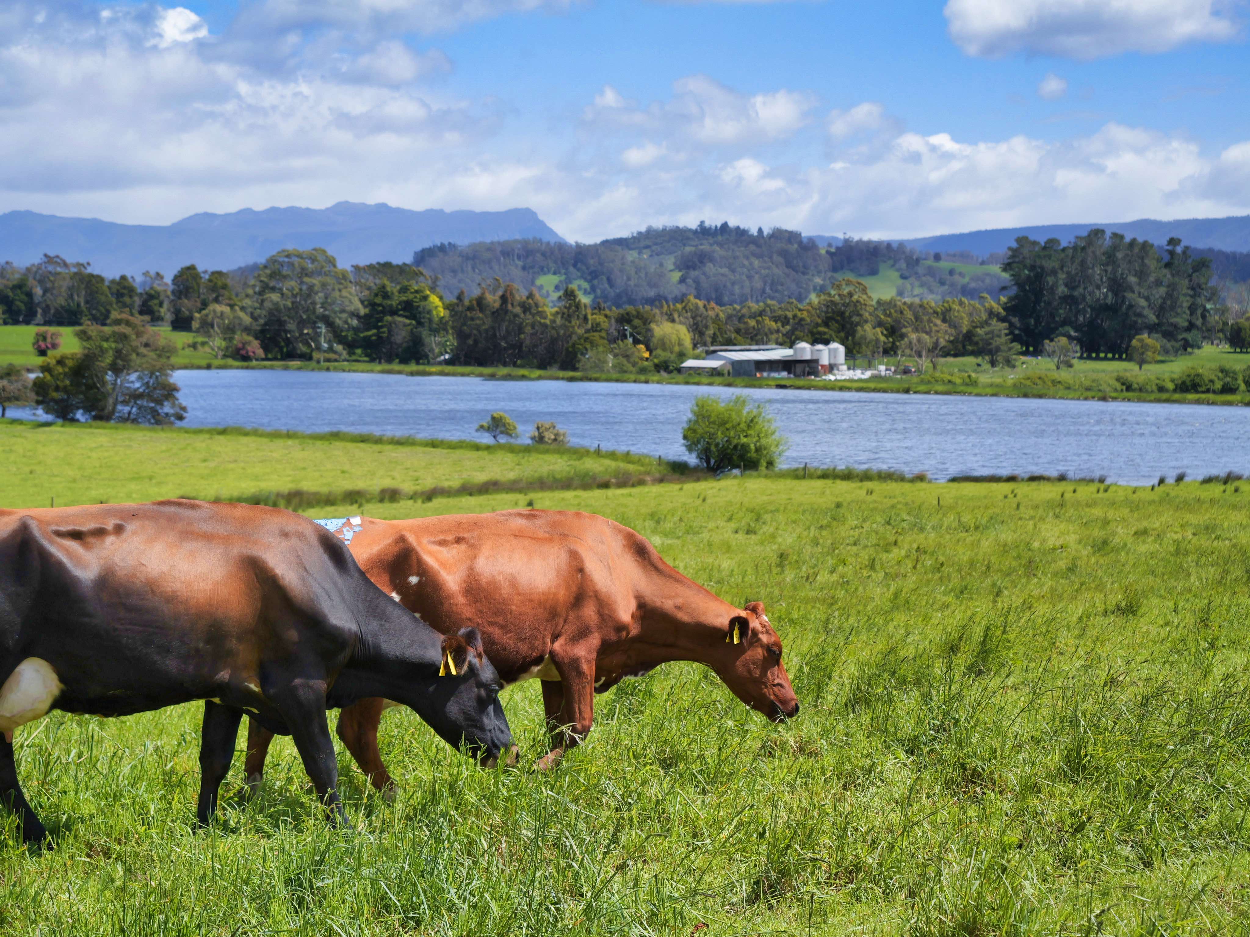 145 Fernleigh Road, Caveside, TAS, 7304 - Image 4