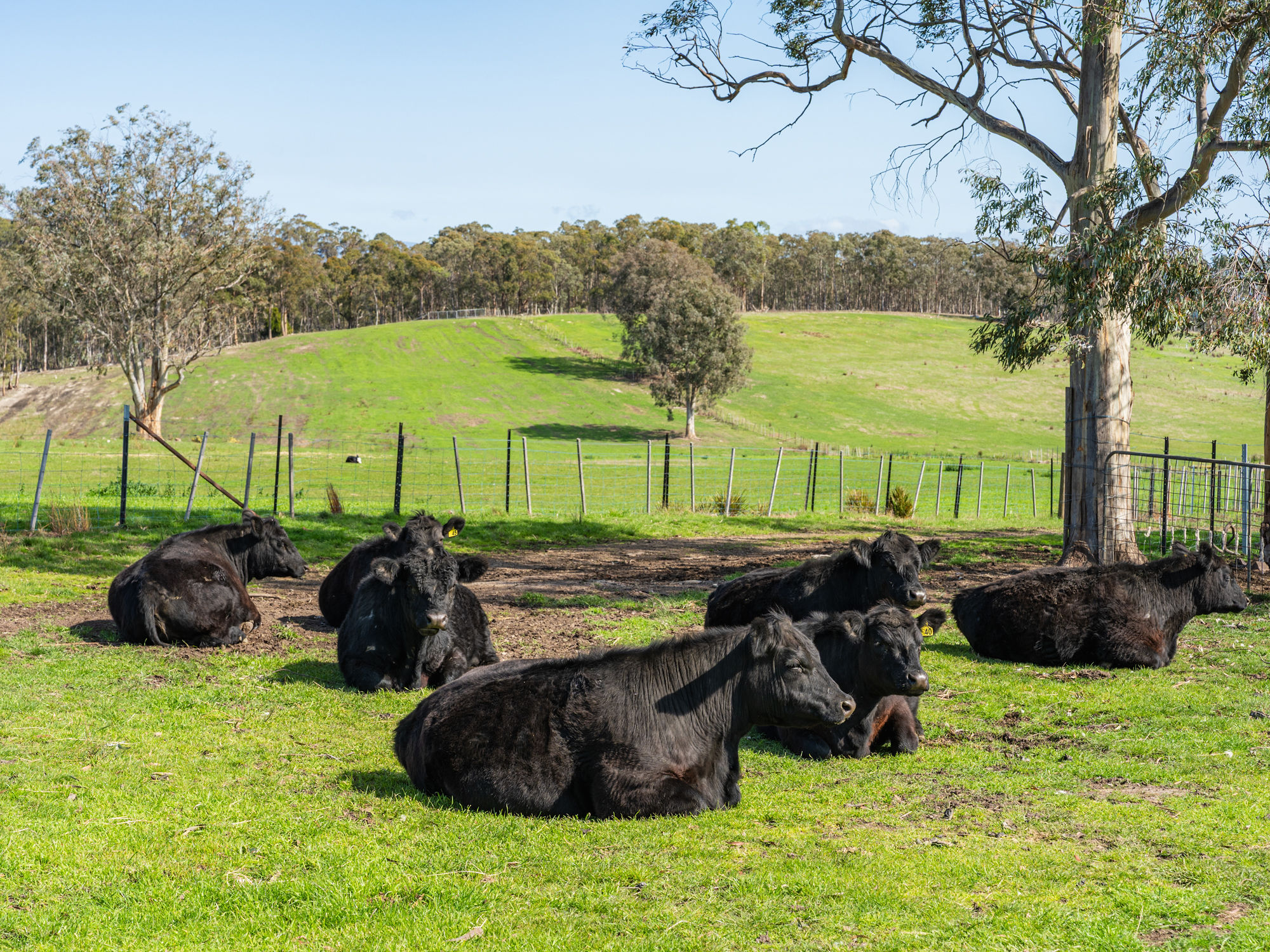 492 Delmore Road, Wattle Hill, TAS, 7172 - Image 4