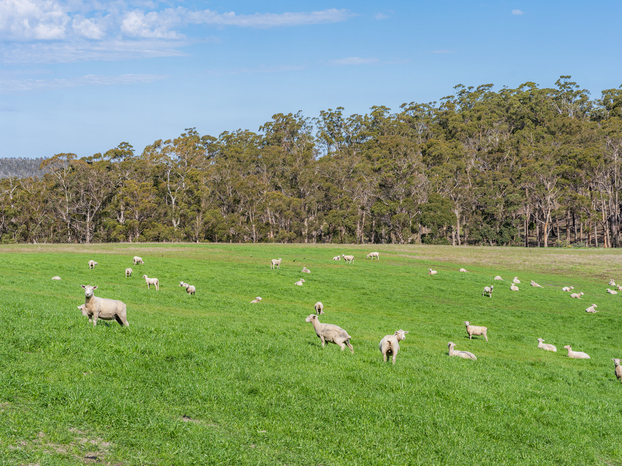 492 Delmore Road, Wattle Hill, TAS, 7172 - Image 3