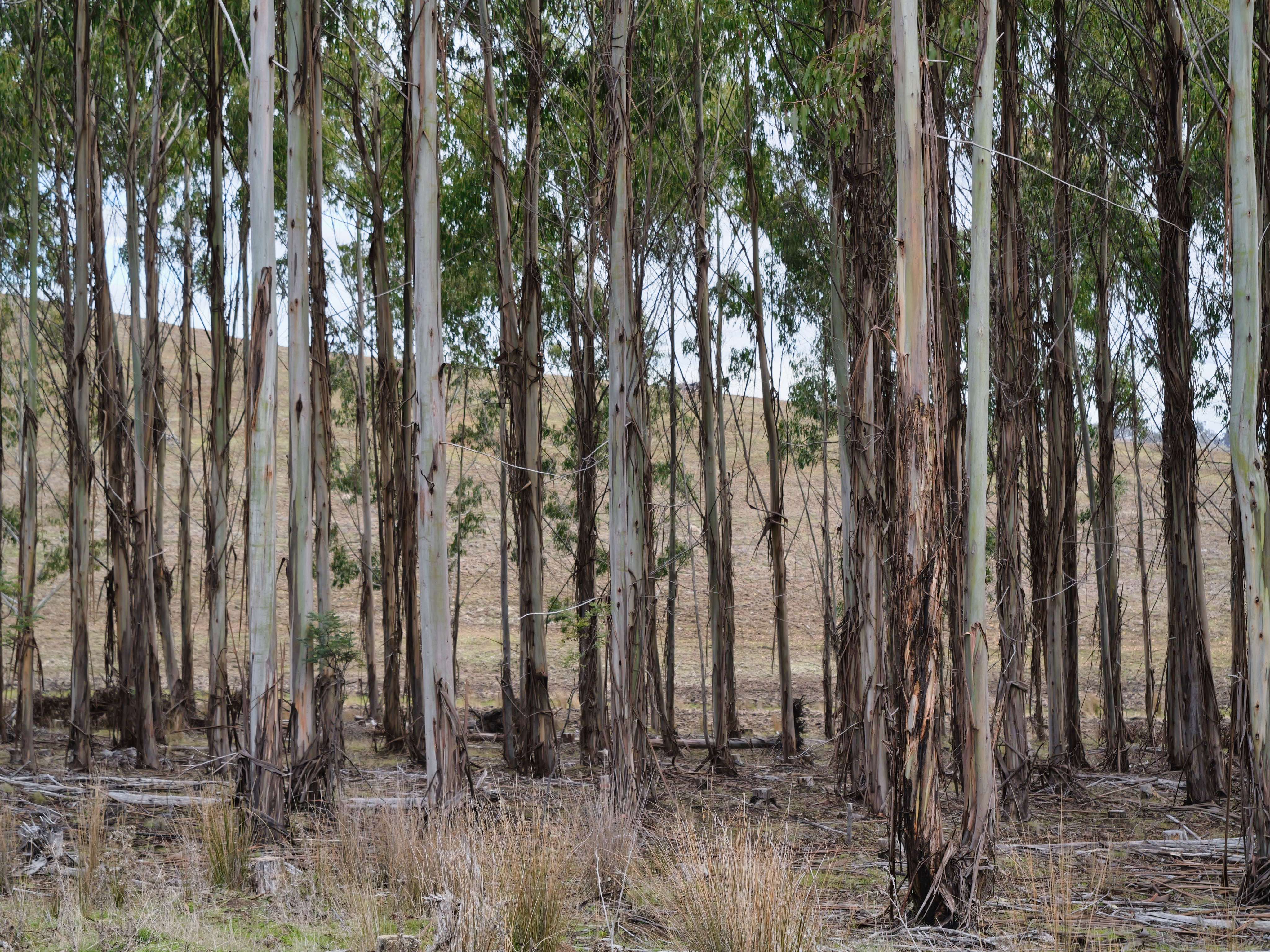 742 Deddington Road, Deddington, TAS, 7212 - Image 10