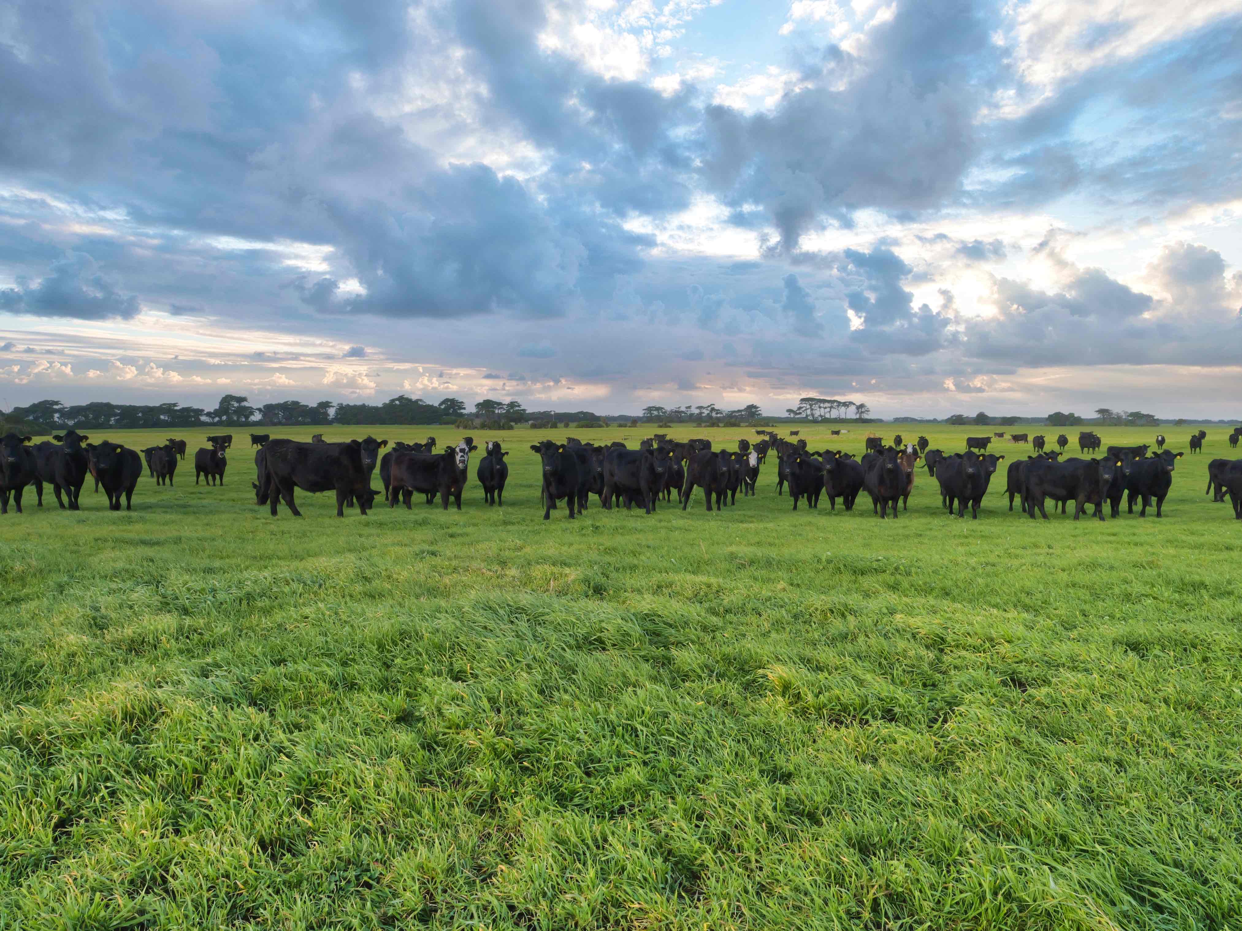 218 Mansons Road, Egg Lagoon For Sale by Farmbuy.com - image 6