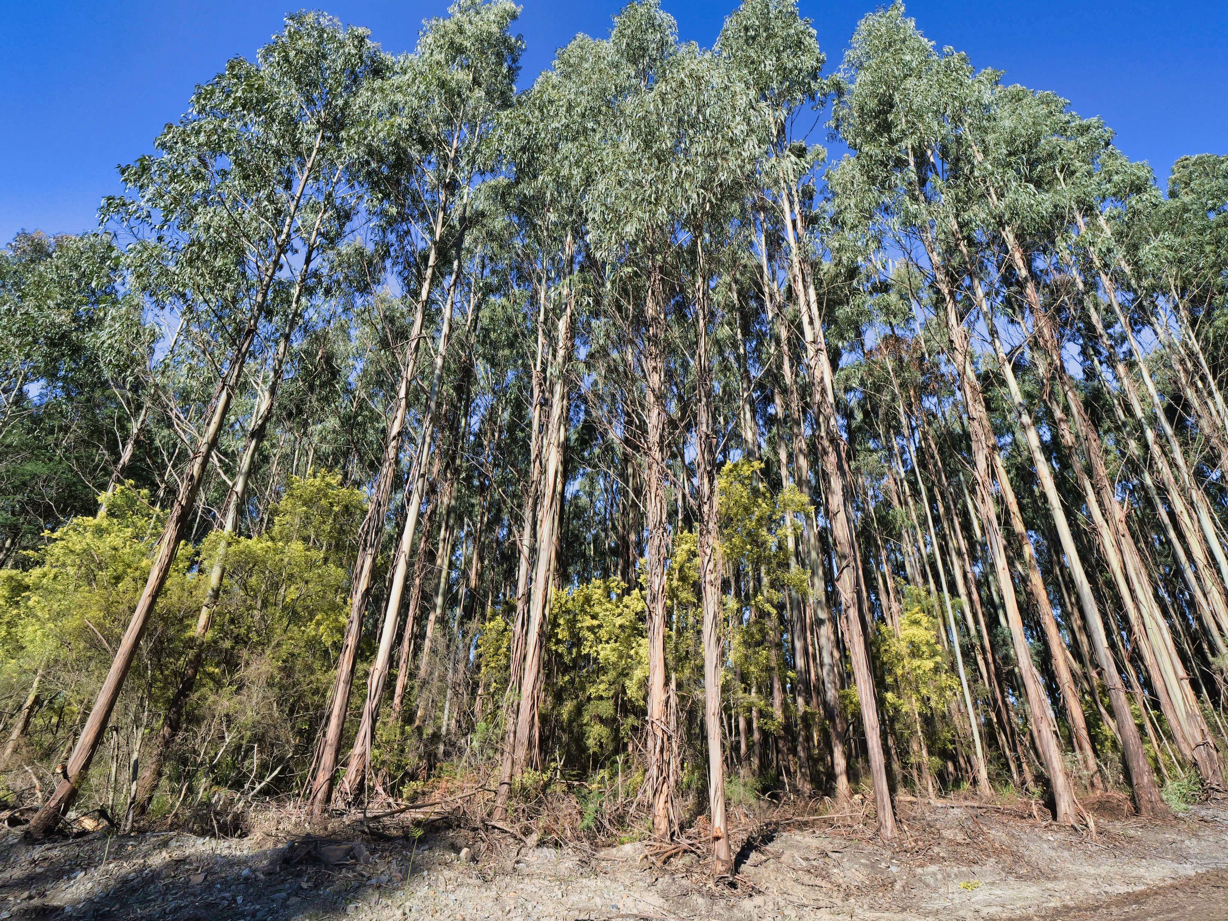 561 Howell Road, Beaconsfield, TAS, 7270 - Image 5