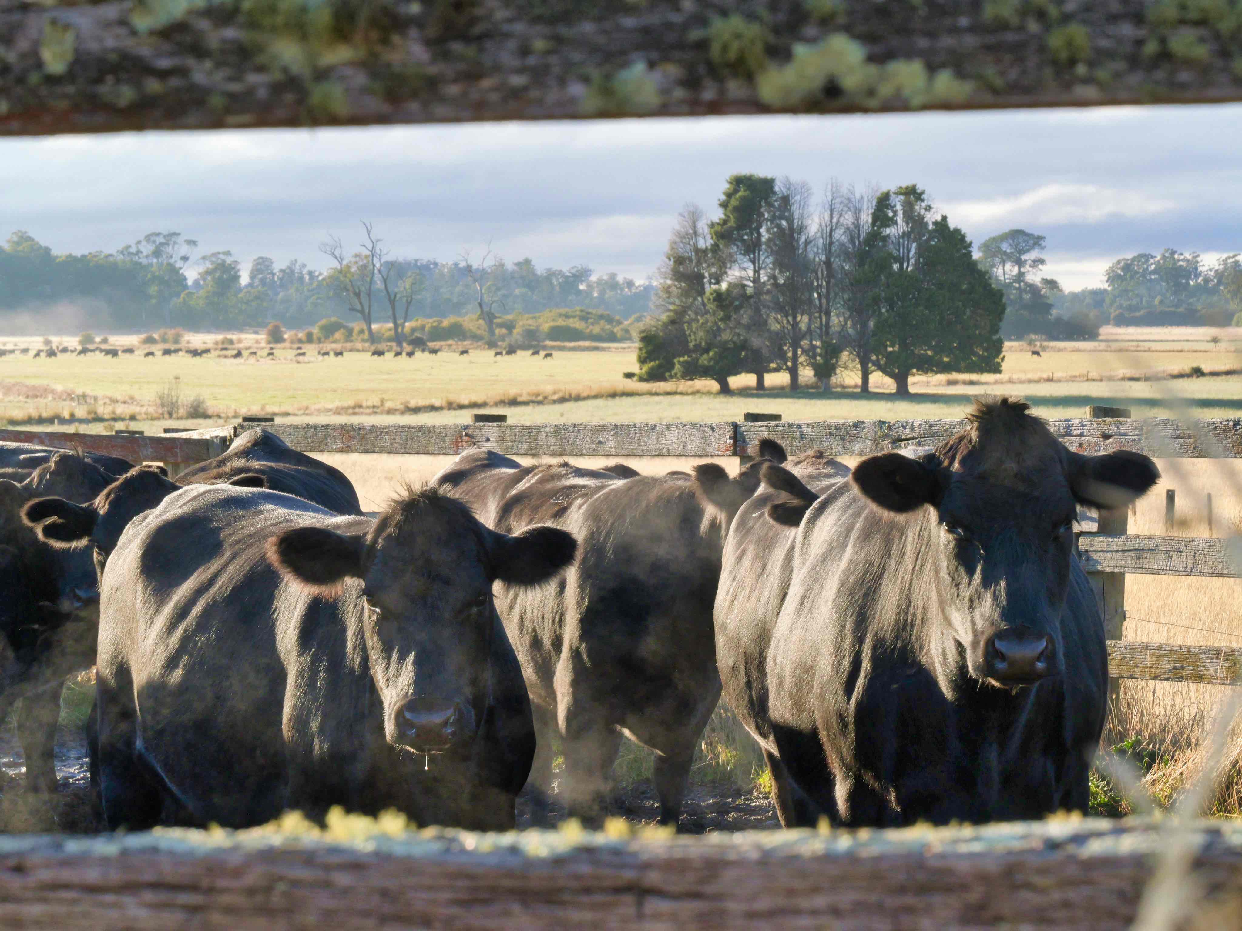 304 Porters Bridge, Exton, TAS, 7303 - Image 9