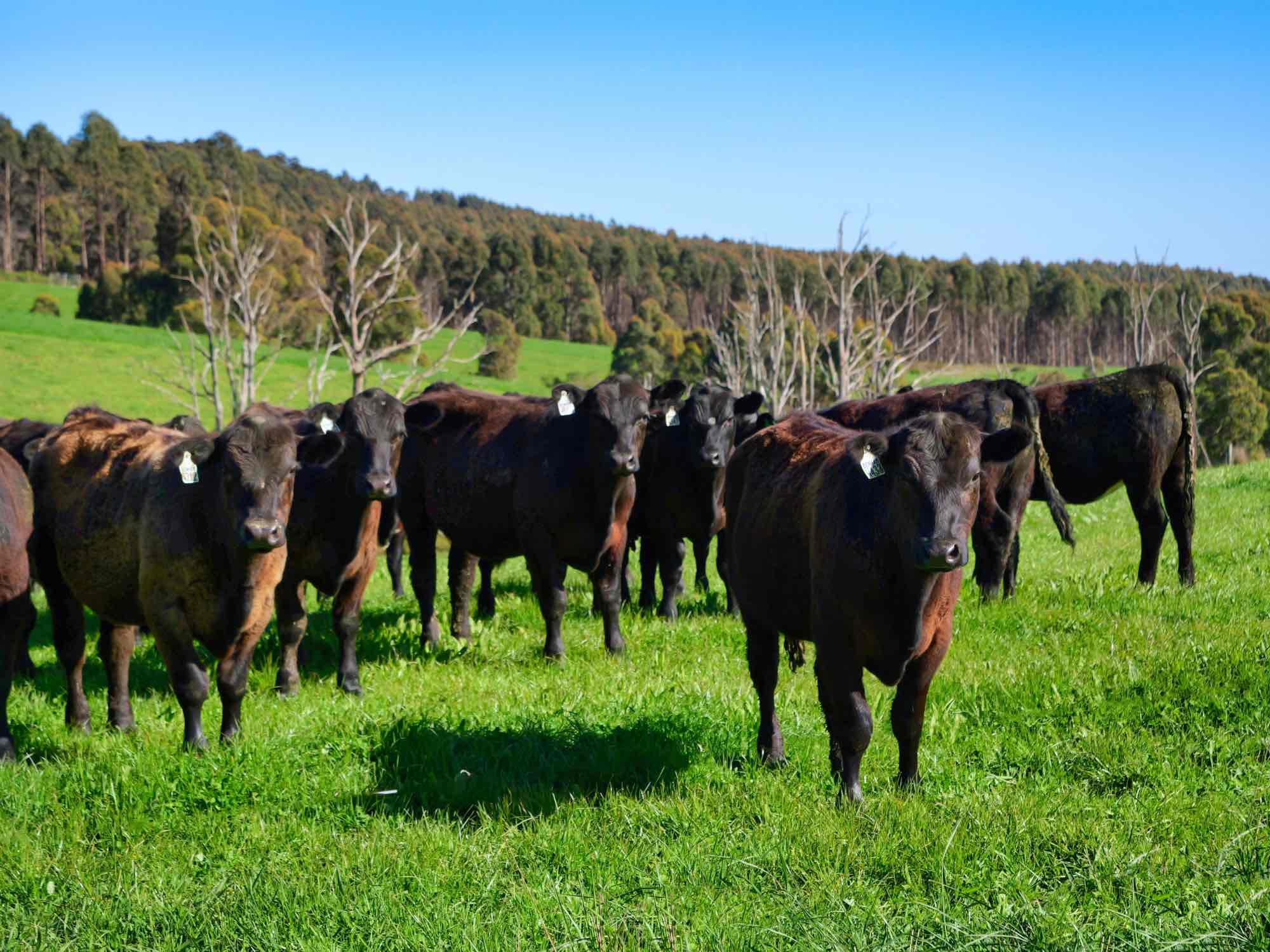 2241 Pipers River Road, Pipers River, TAS, 7252 - Image 4