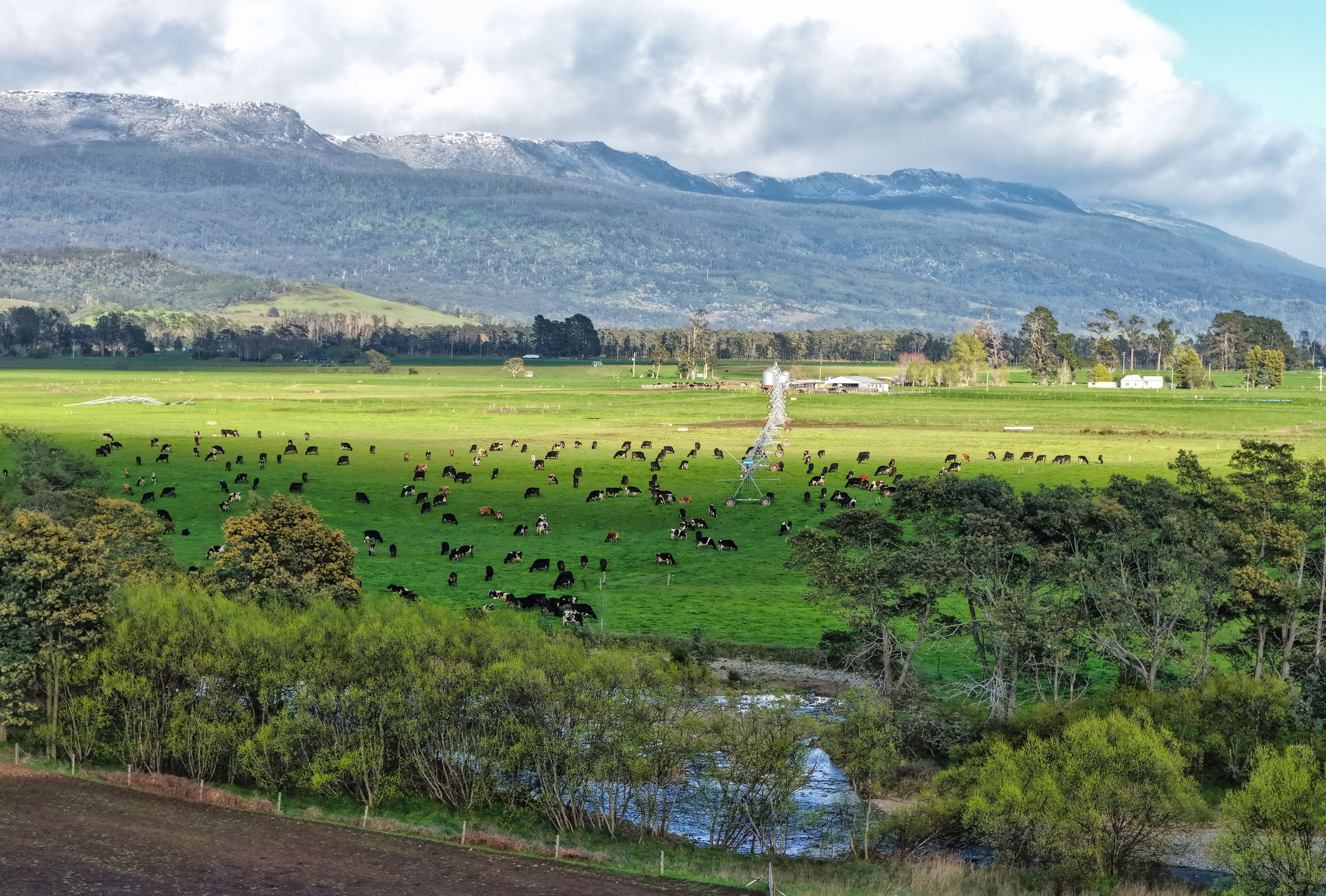 1037 & 1044 Dairy Plains Road, Western Creek, TAS, 7304 - Image 2