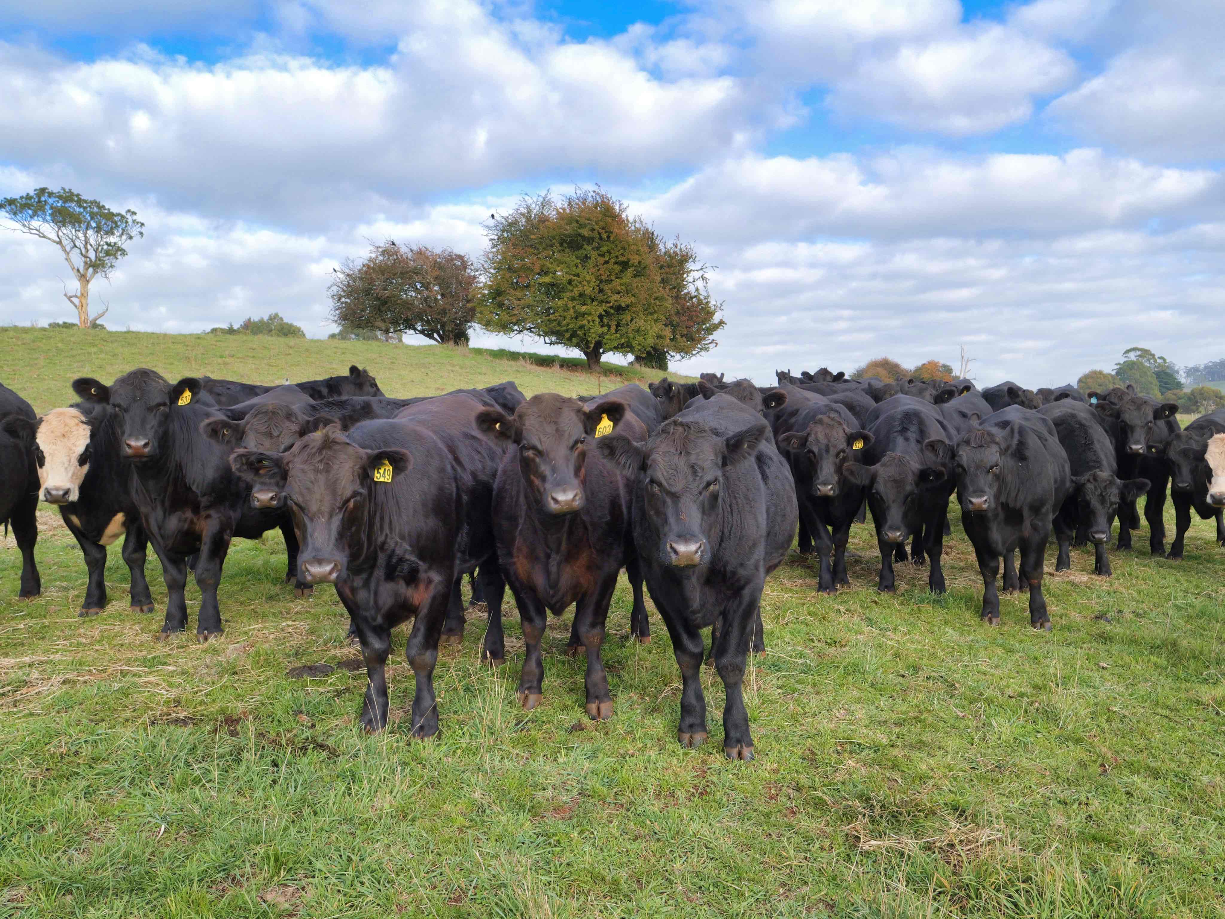 17 Lemana Road, Red Hills, TAS, 7304 - Image 7