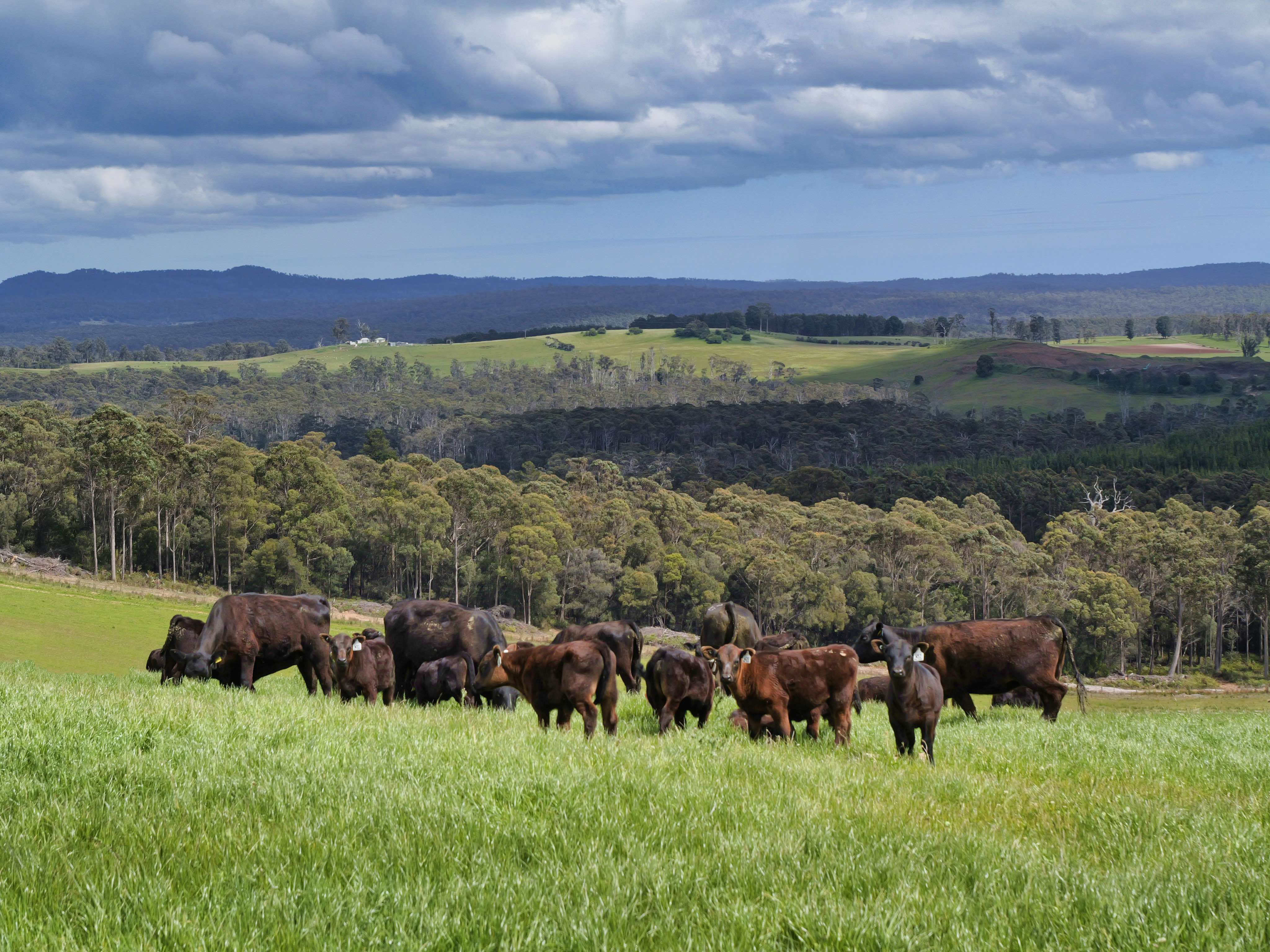 62 Bridport Back Road, Nabowla For Sale by Farmbuy.com - image 2