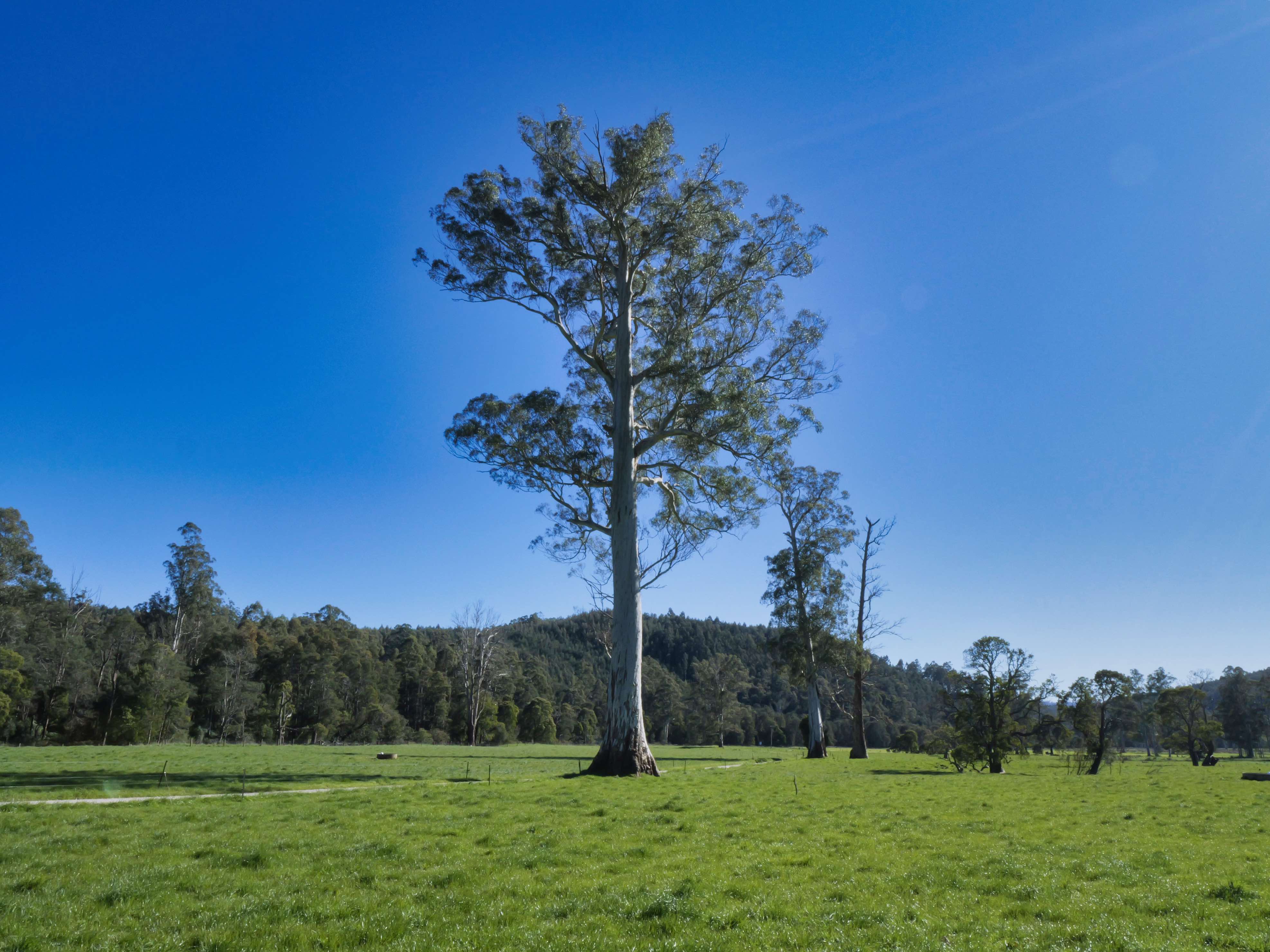 429 Maurice Road, Trenah, TAS, 7263 - Image 5