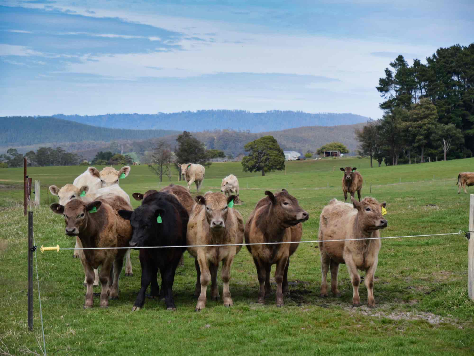 Lot/33317 Tasman Hwy, Legerwood, TAS, 7263 - Image 12