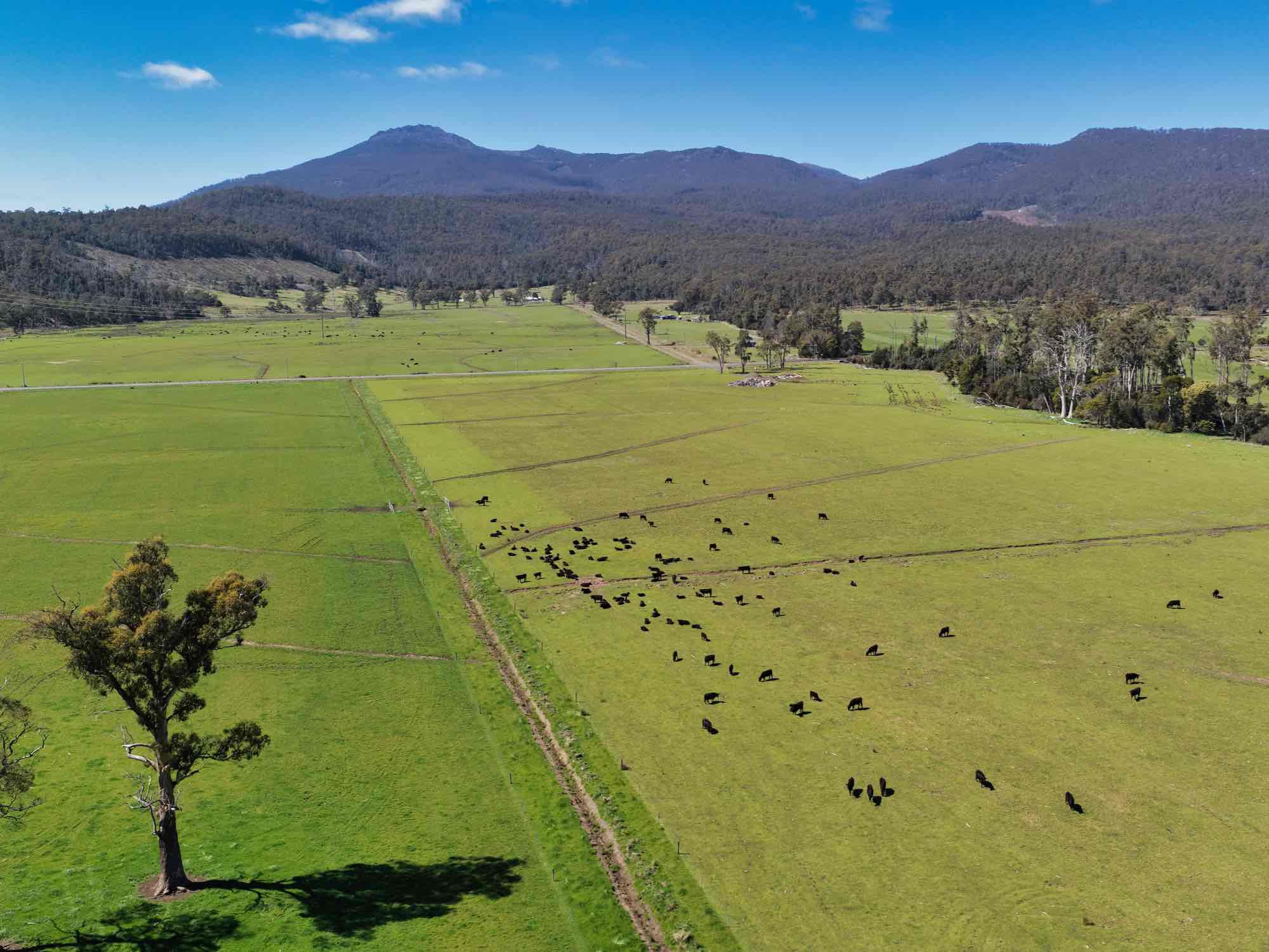 38791 Tasman Highway, Nunamara, TAS, 7259 - Image 1