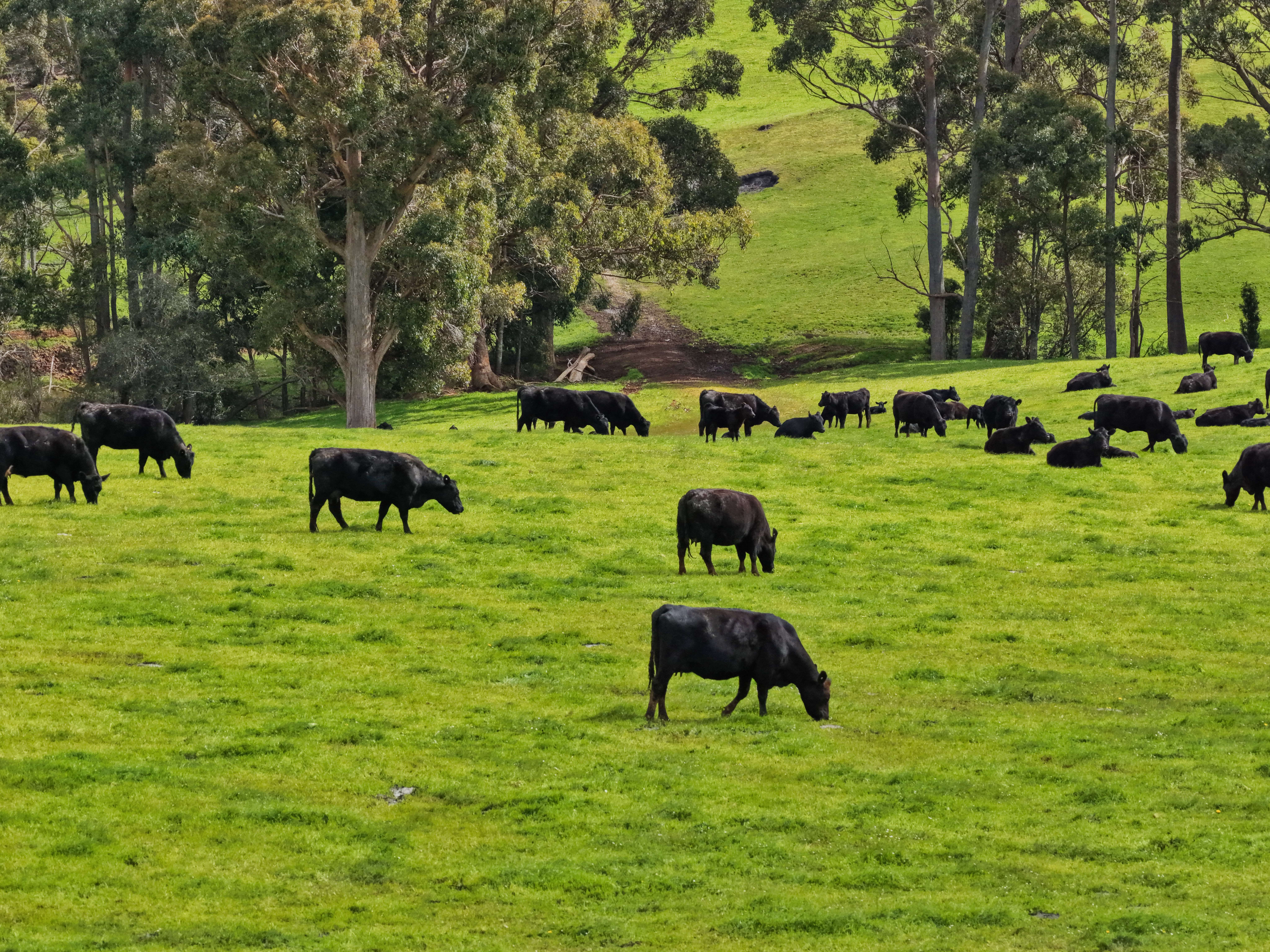 220 Horns Road, Riana, TAS, 7316 - Image 9