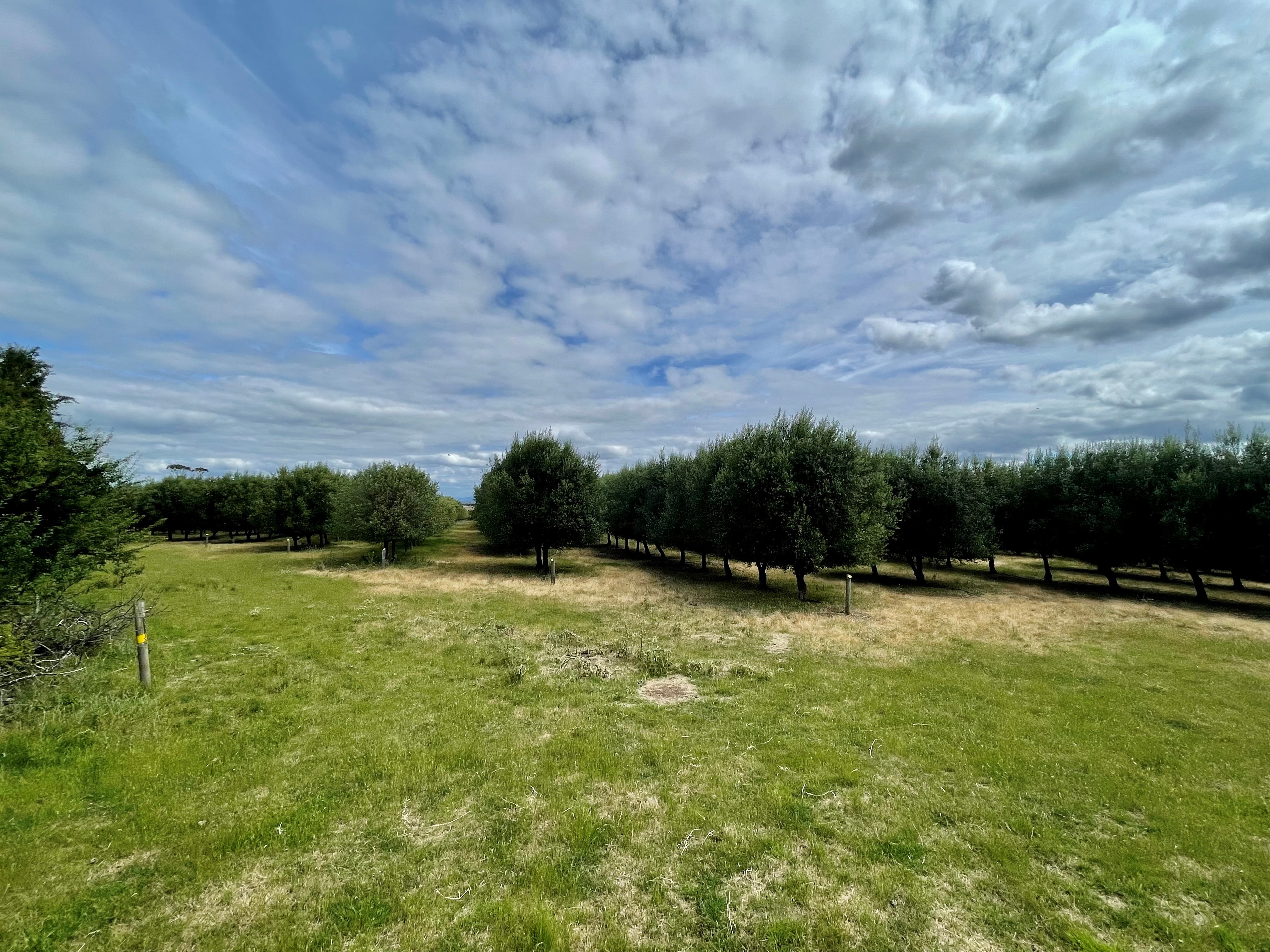 292 Everton Lane, White Hills, TAS, 7258 - Image 9