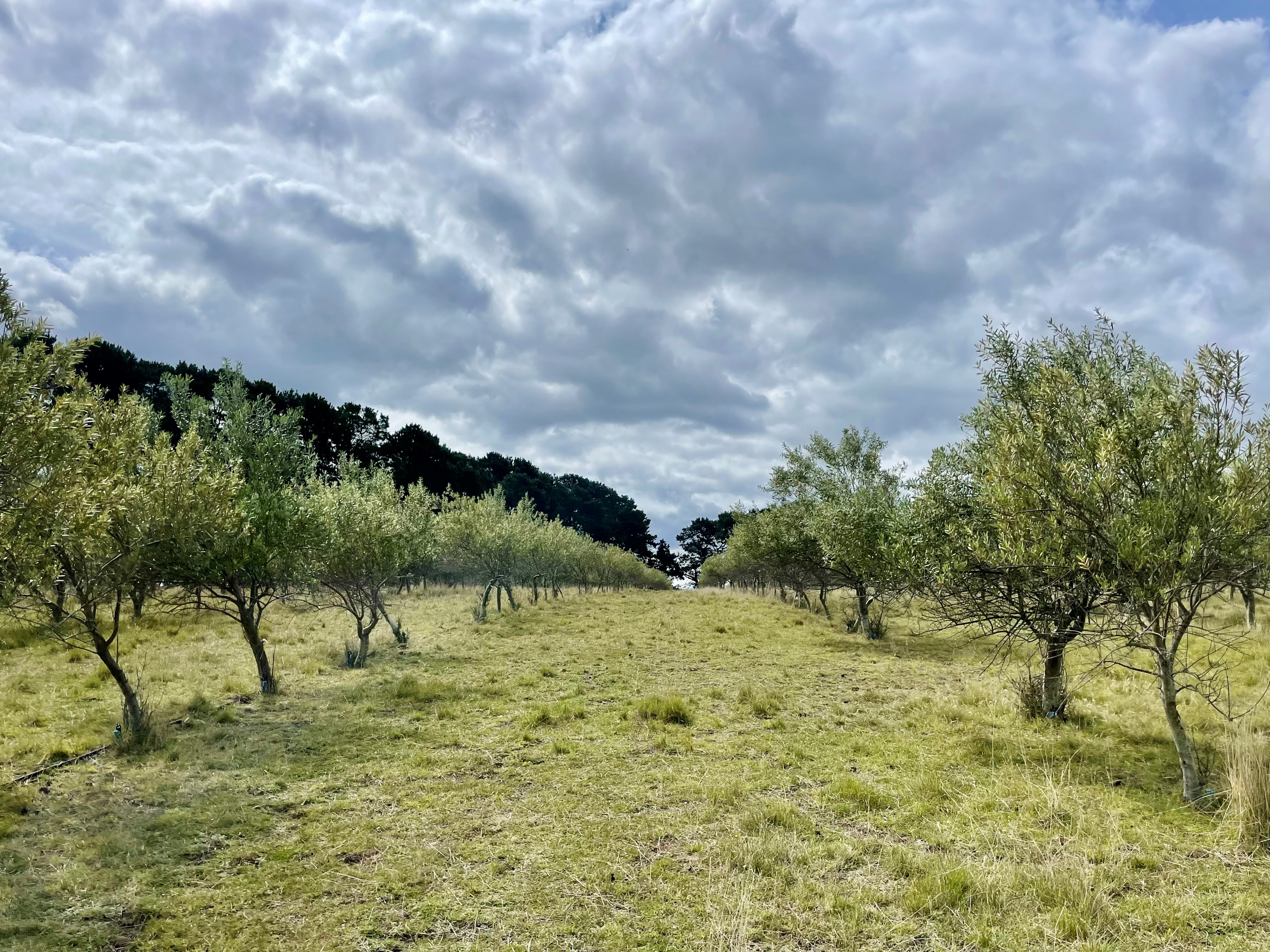 292 Everton Lane, White Hills, TAS, 7258 - Image 7