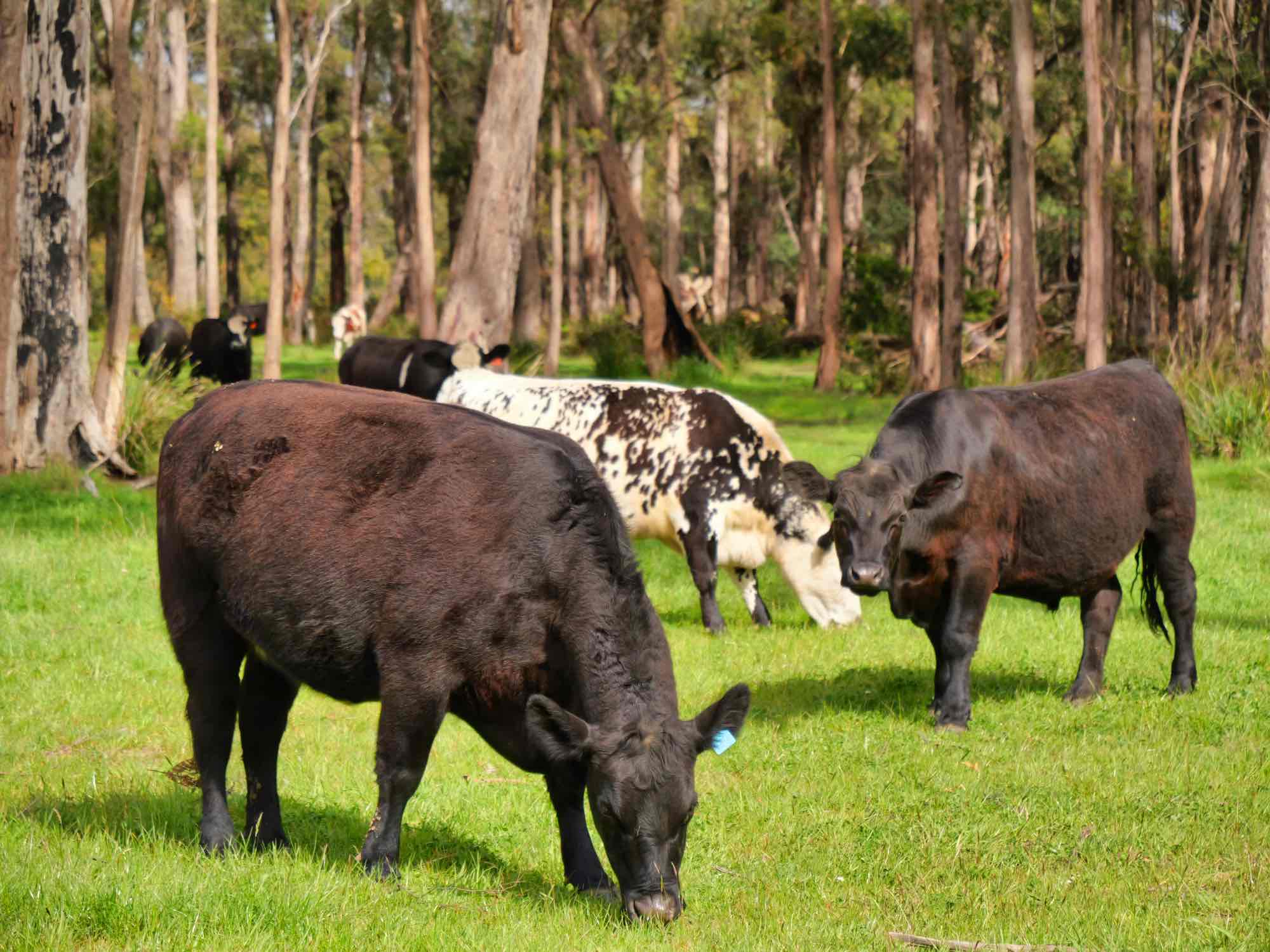 44 East Arm Road, Hillwood, TAS, 7252 - Image 13