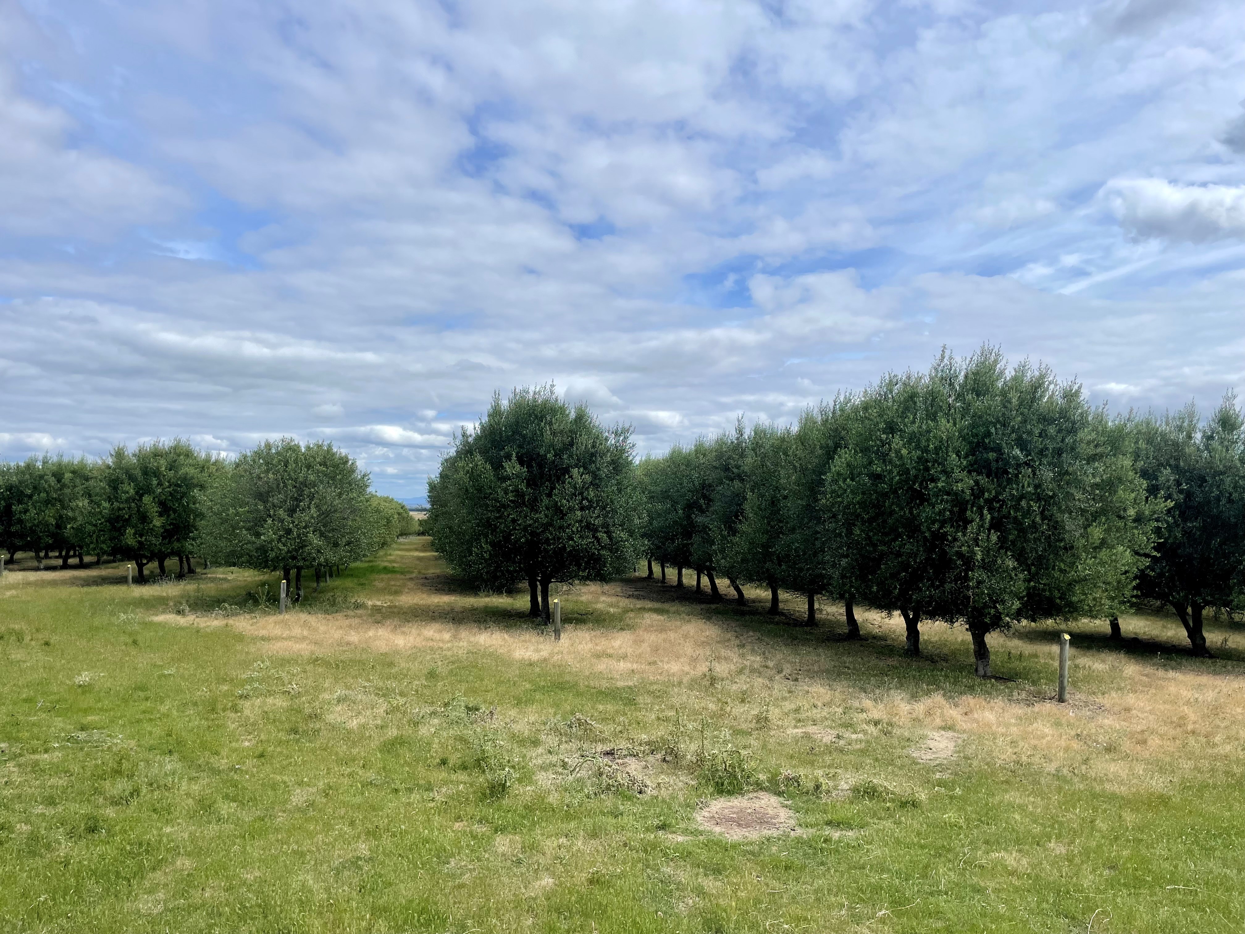 292 Everton Lane, White Hills, TAS, 7258 - Image 3