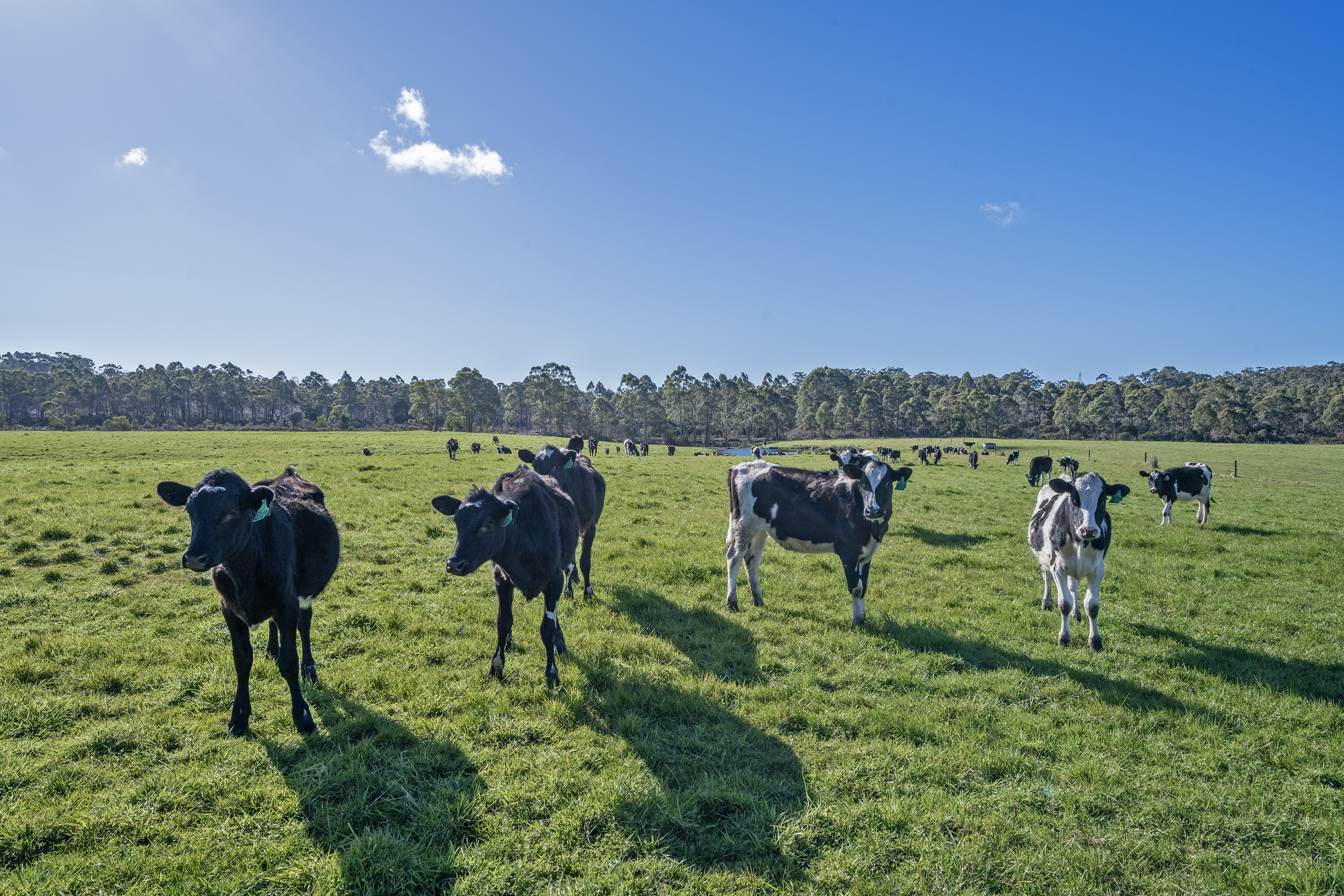 300 Coopers Road, Rocky Cape, TAS, 7321 - Image 3