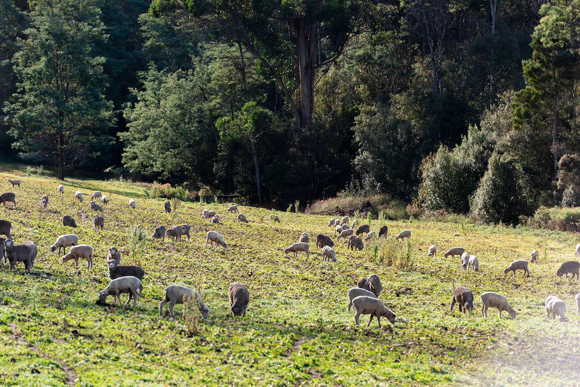 190 Stormlea Road, Nubeena, TAS, 7184 - Image 24
