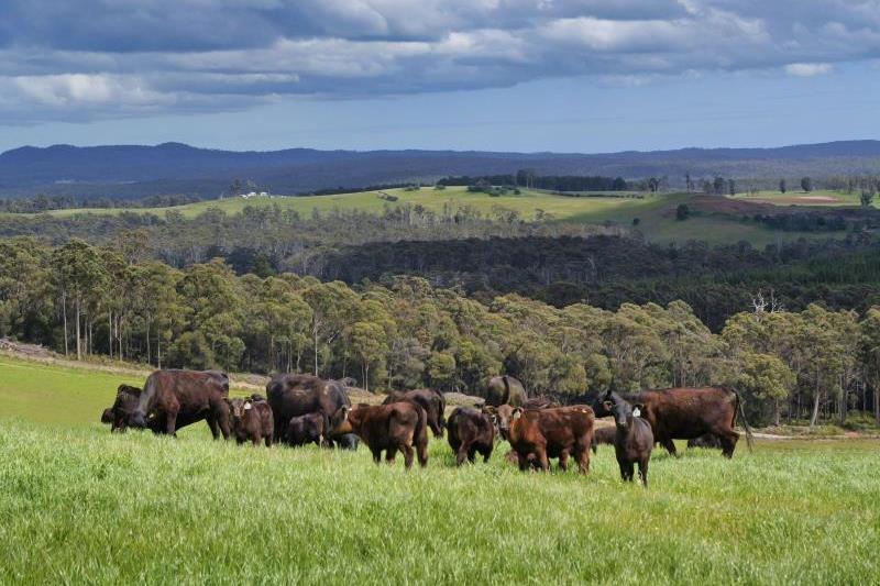 62 Bridport Back Road, Nabowla, TAS, 7260 - Image 2