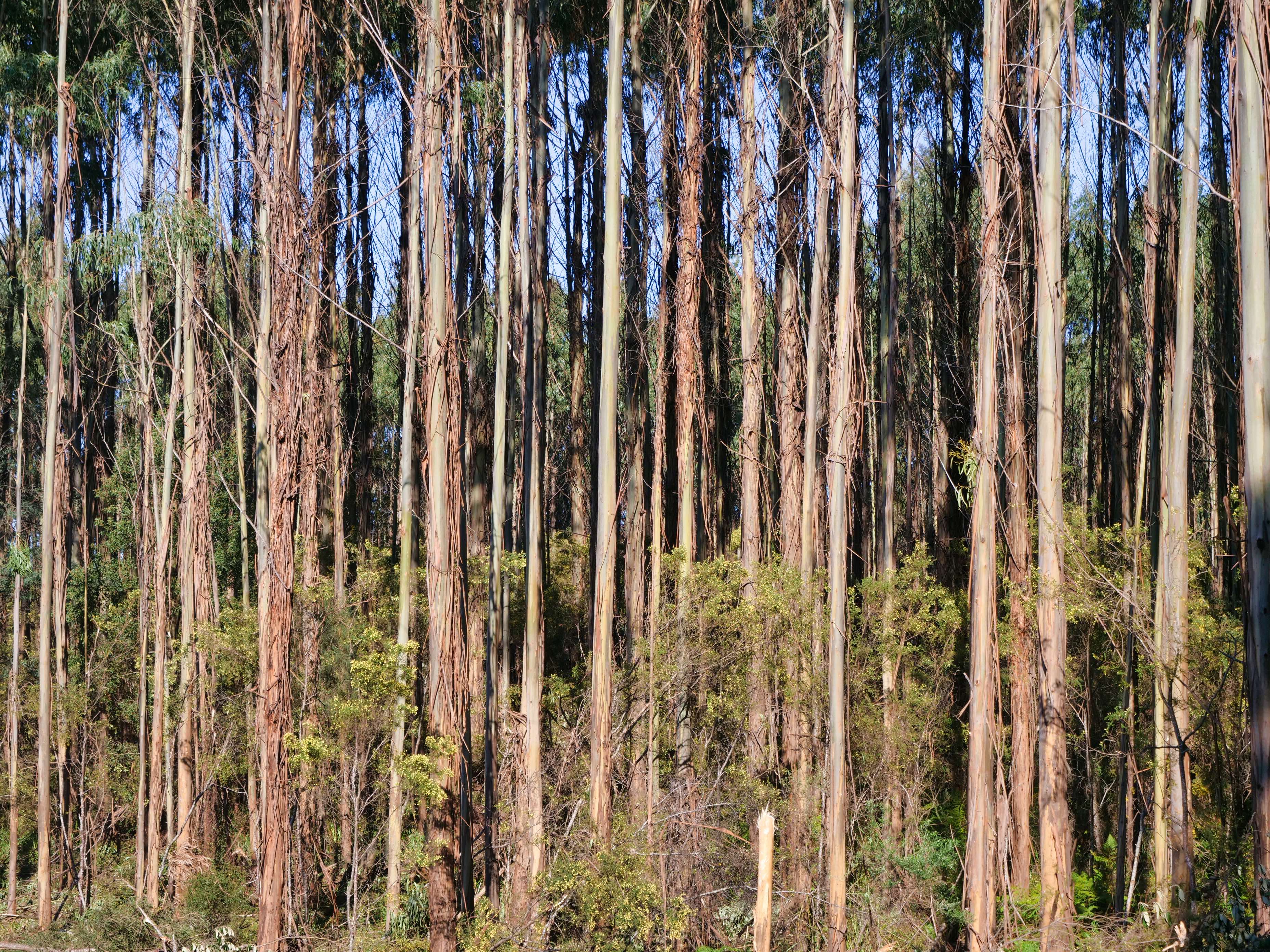 561 Howell Road, Beaconsfield, TAS, 7270 - Image 6