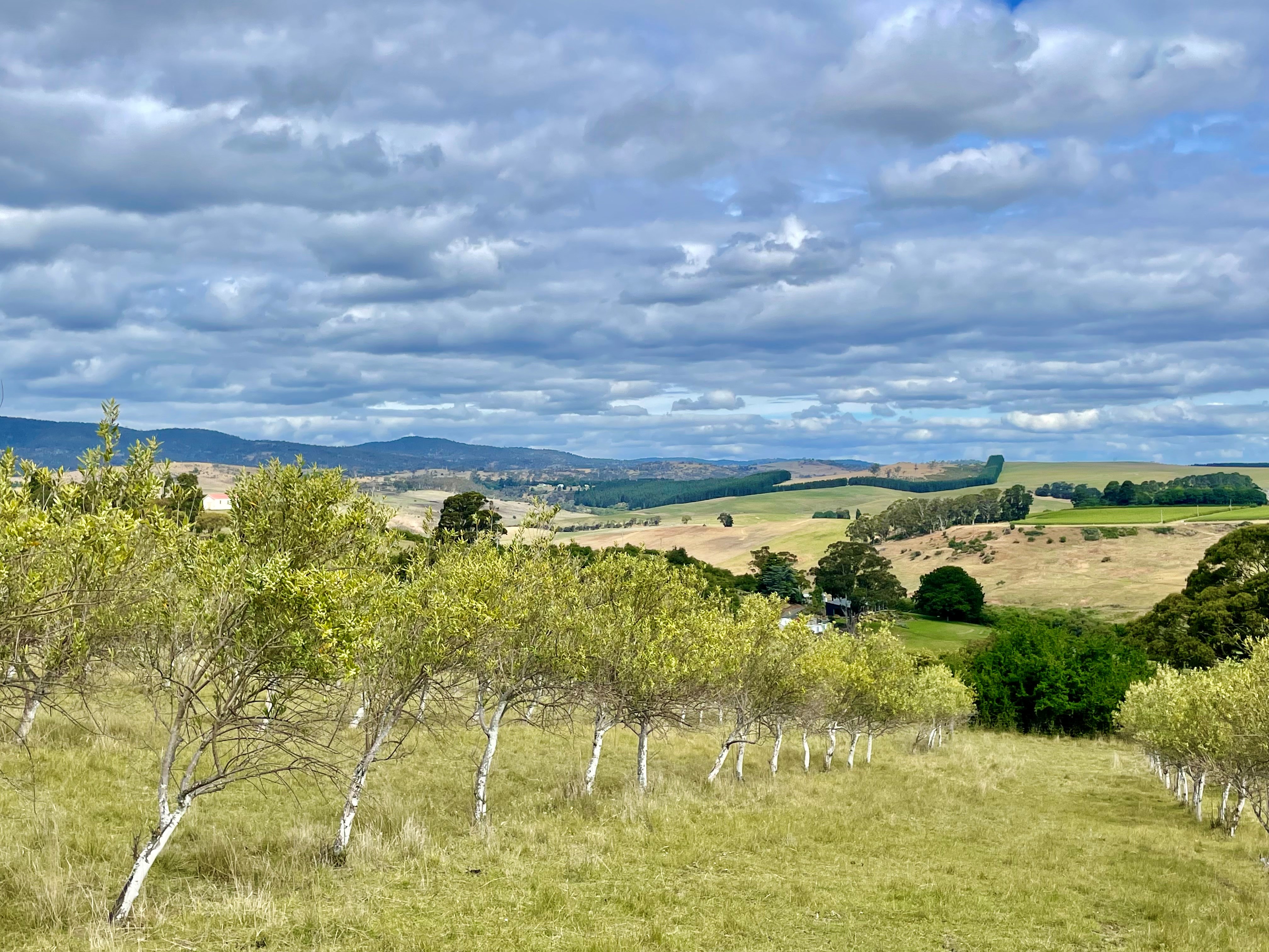 292 Everton Lane, White Hills, TAS, 7258 - Image 4