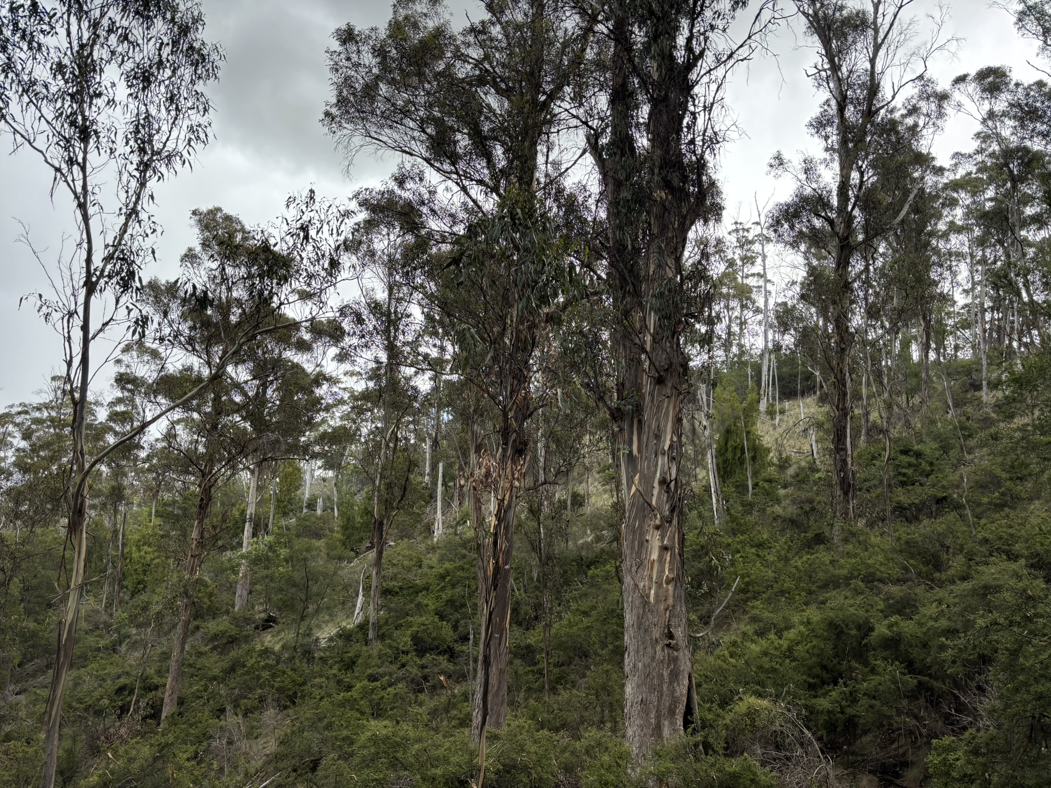 PID 2673110 Leprena Road, Orielton, TAS, 7172 - Image 18