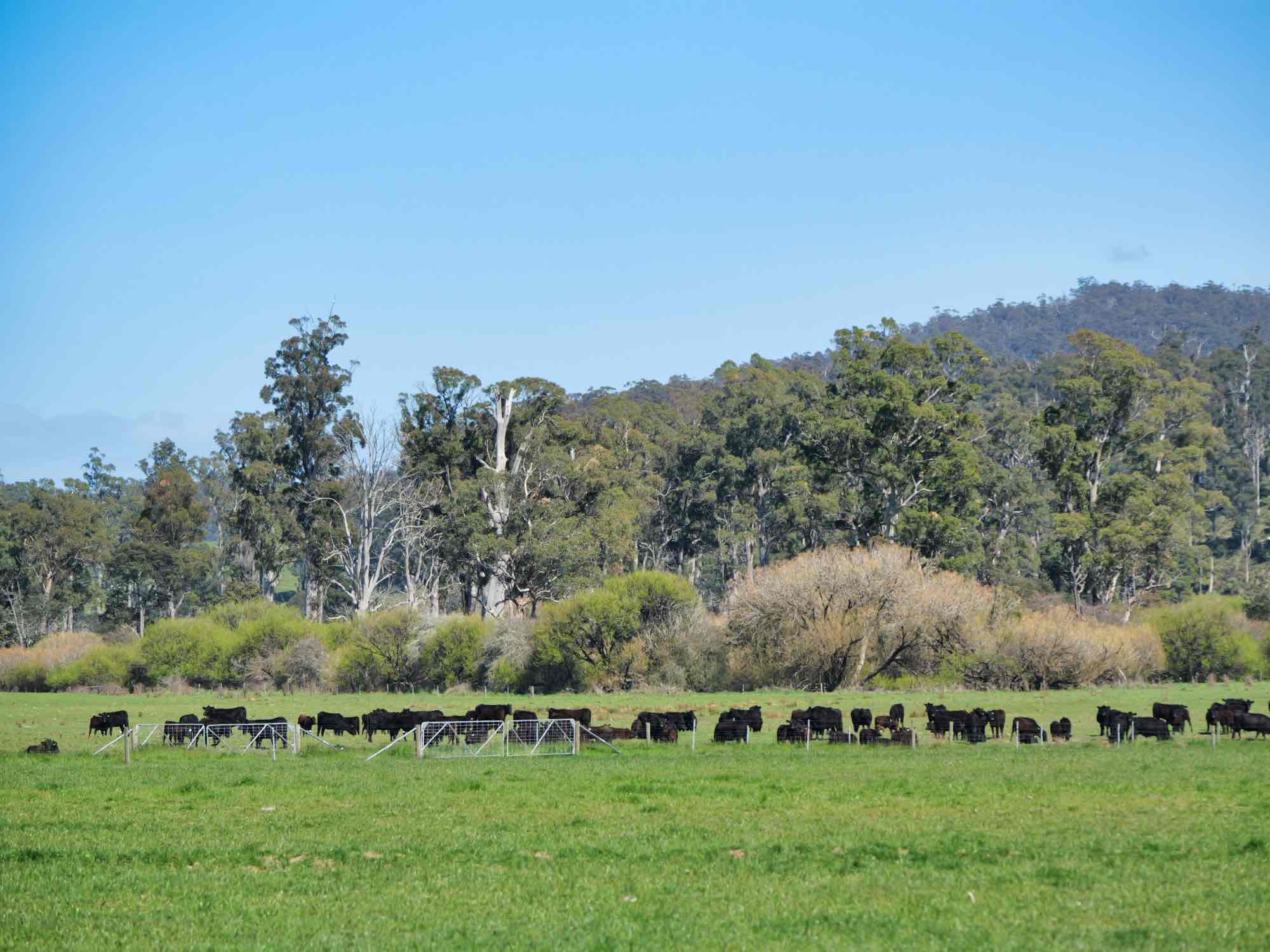 38791 Tasman Highway, Nunamara, TAS, 7259 - Image 9