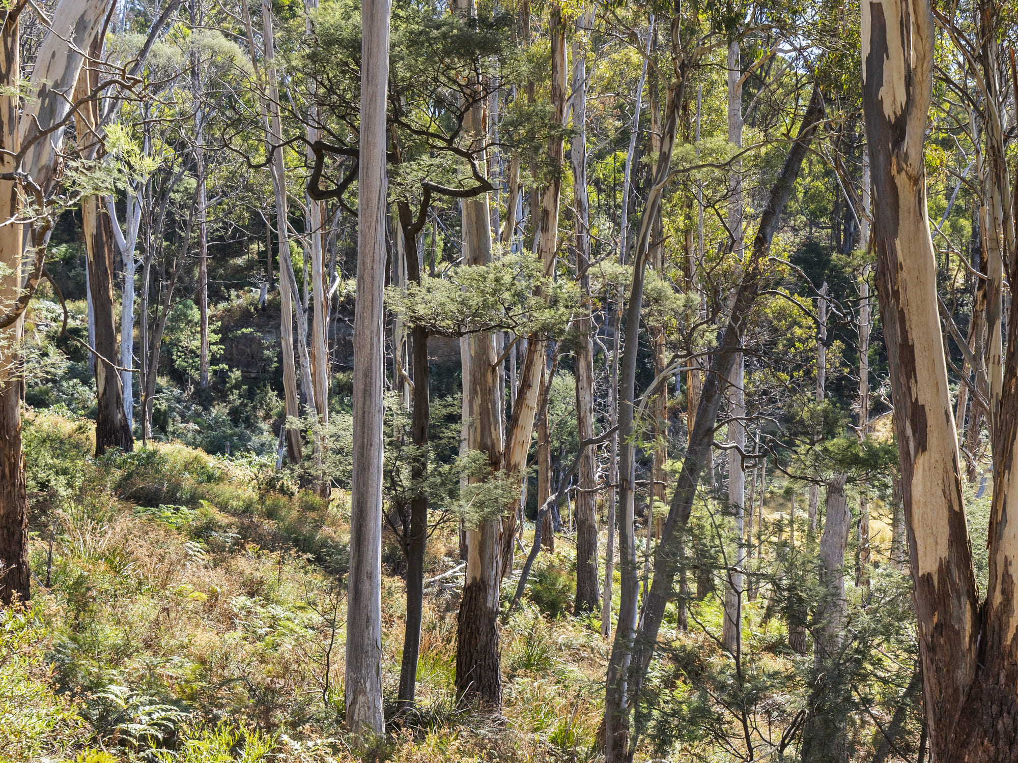 729 Nubeena Road and 44 Coppings Road, Premaydena, TAS, 7185 - Image 9