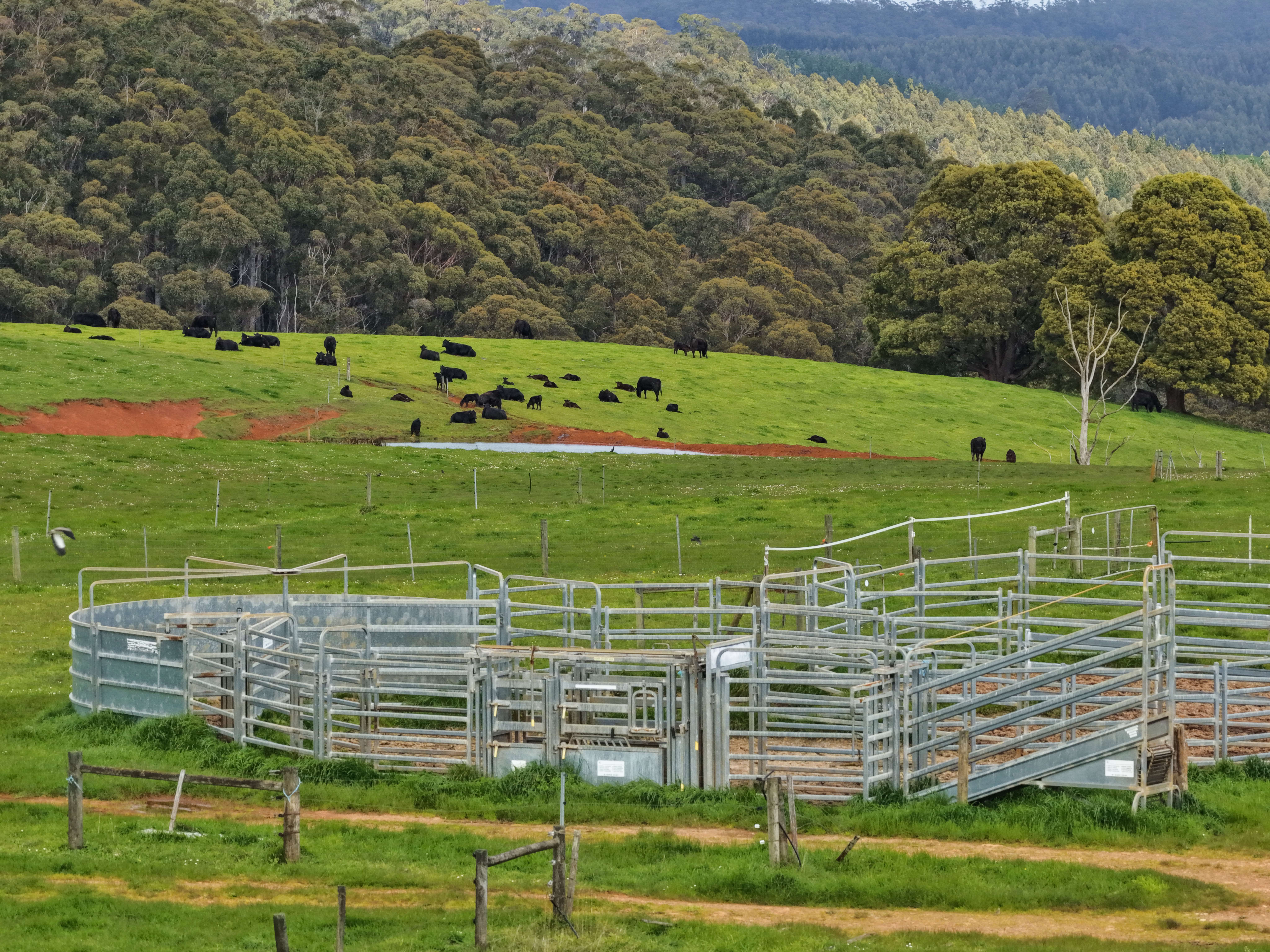 220 Horns Road, Riana, TAS, 7316 - Image 13