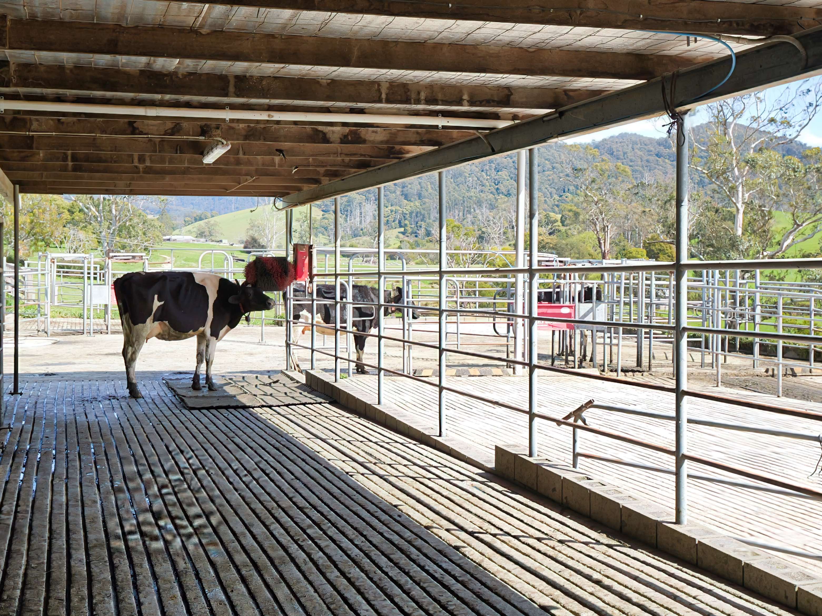 163 St Columba Falls Road, Pyengana, TAS, 7216 - Image 15