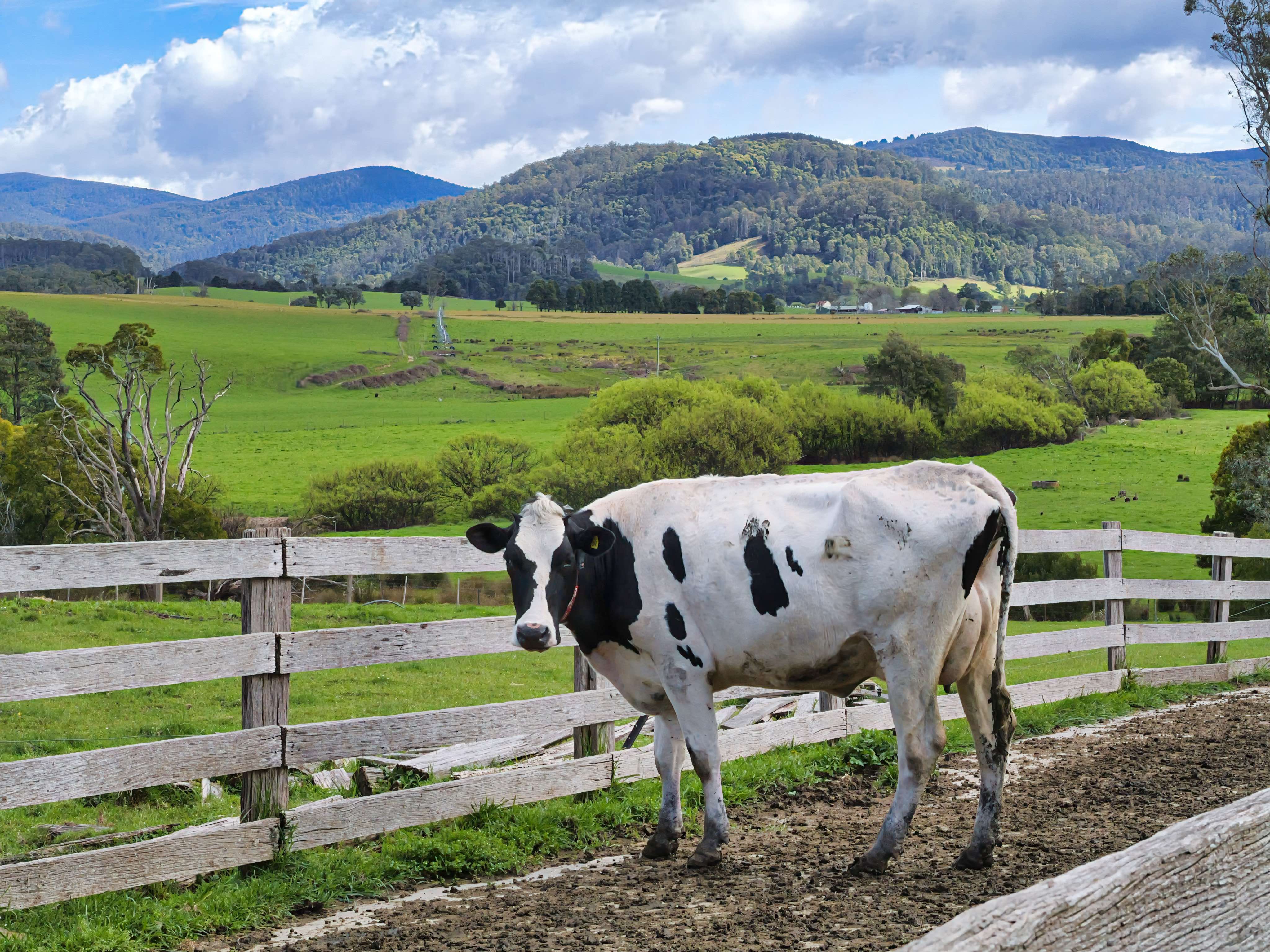 163 St Columba Falls Road, Pyengana, TAS, 7216 - Image 14