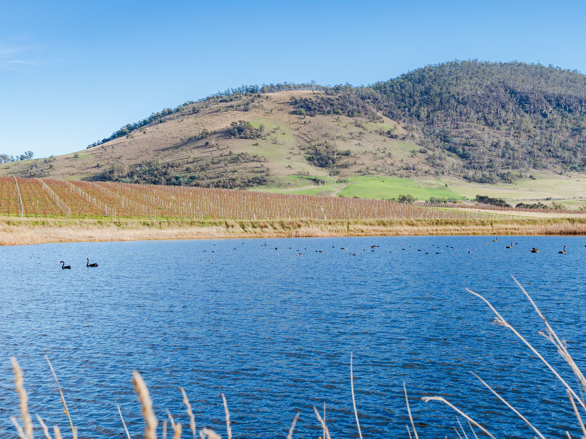 14 Brownwood Estate Road, Campania, TAS, 7026 - Image 4