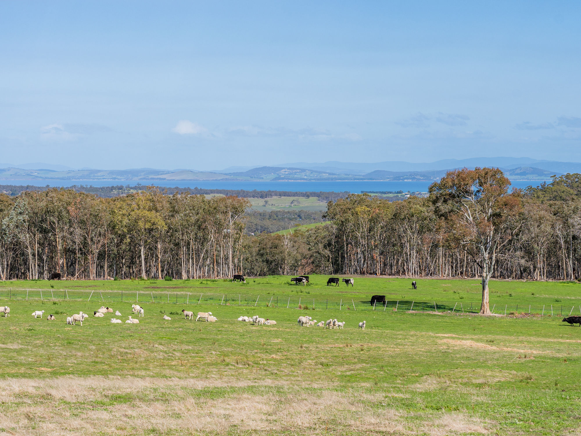 492 Delmore Road, Wattle Hill, TAS, 7172 - Image 7